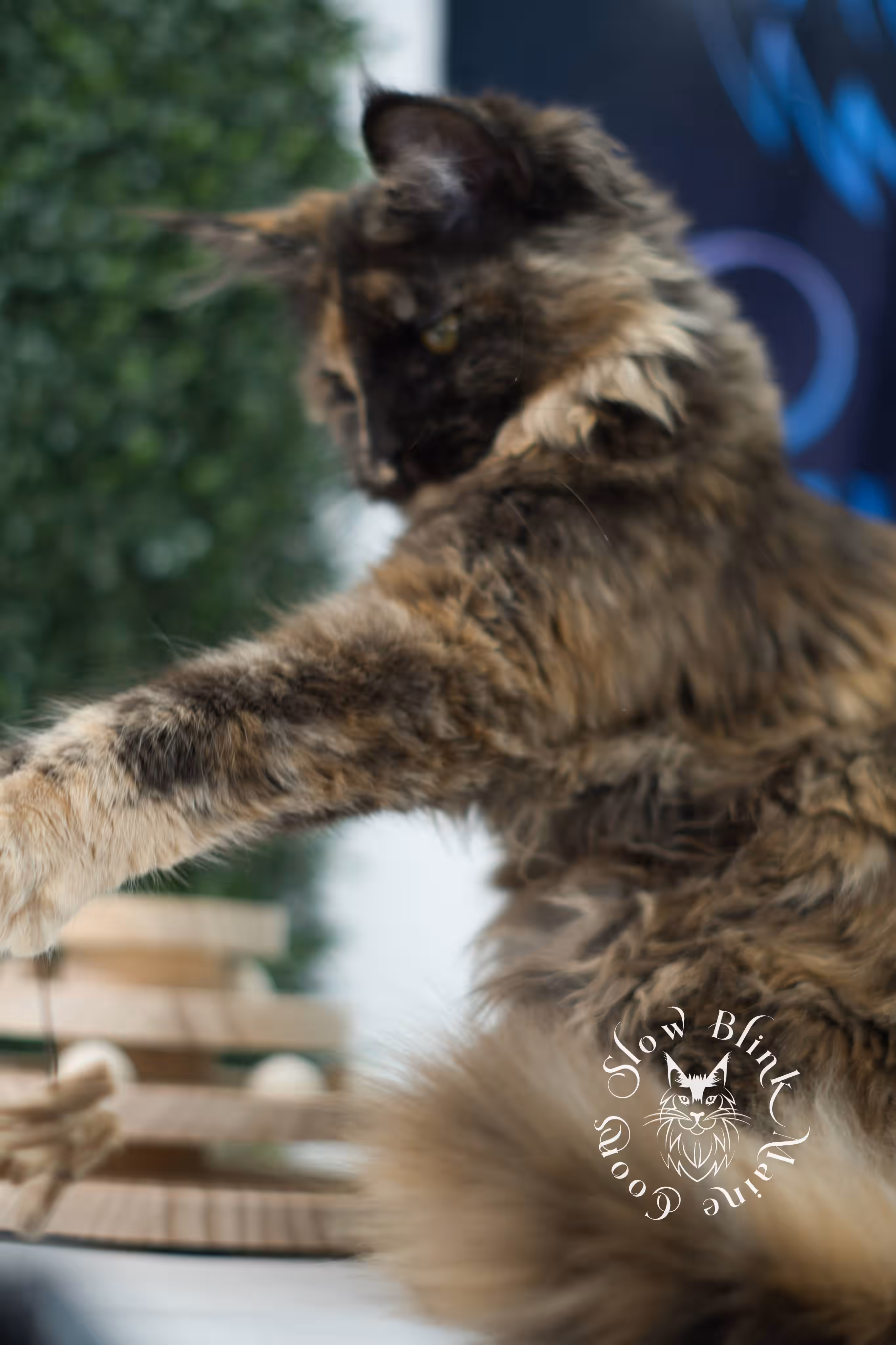 black tortie | maine coon kitten | age 5 months old | ems code mcp f 22 | poly | female | taken jul 23 2025 | named river Black Tortie Maine Coon Kittens > black tortie | maine coon kitten | age 5 months old | ems code mcp f 22 | poly | female | taken jul 23 2025 | named river | idx 14