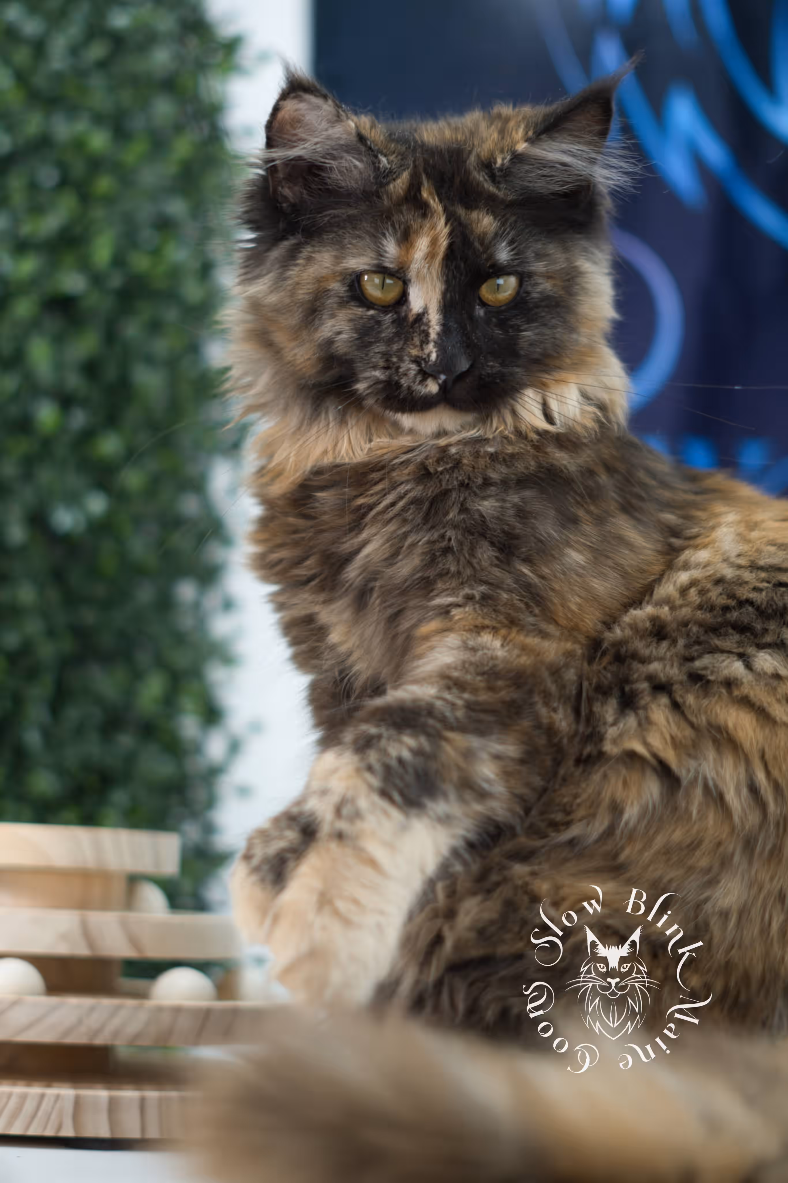 black tortie | maine coon kitten | age 5 months old | ems code mcp f 22 | poly | female | taken jul 23 2025 | named river Black Tortie Maine Coon Kittens > black tortie | maine coon kitten | age 5 months old | ems code mcp f 22 | poly | female | taken jul 23 2025 | named river | idx 15