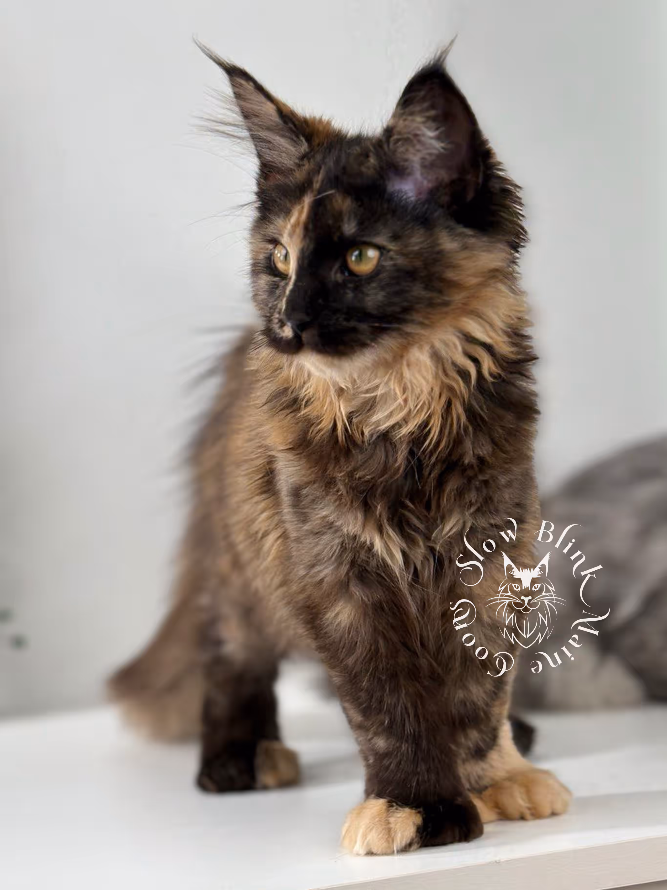 black tortie | maine coon kitten | age 5 months old | ems code mcp f 22 | poly | female | taken jul 23 2025 | named river Black Tortie Maine Coon Kittens > black tortie | maine coon kitten | age 5 months old | ems code mcp f 22 | poly | female | taken jul 23 2025 | named river | idx 16