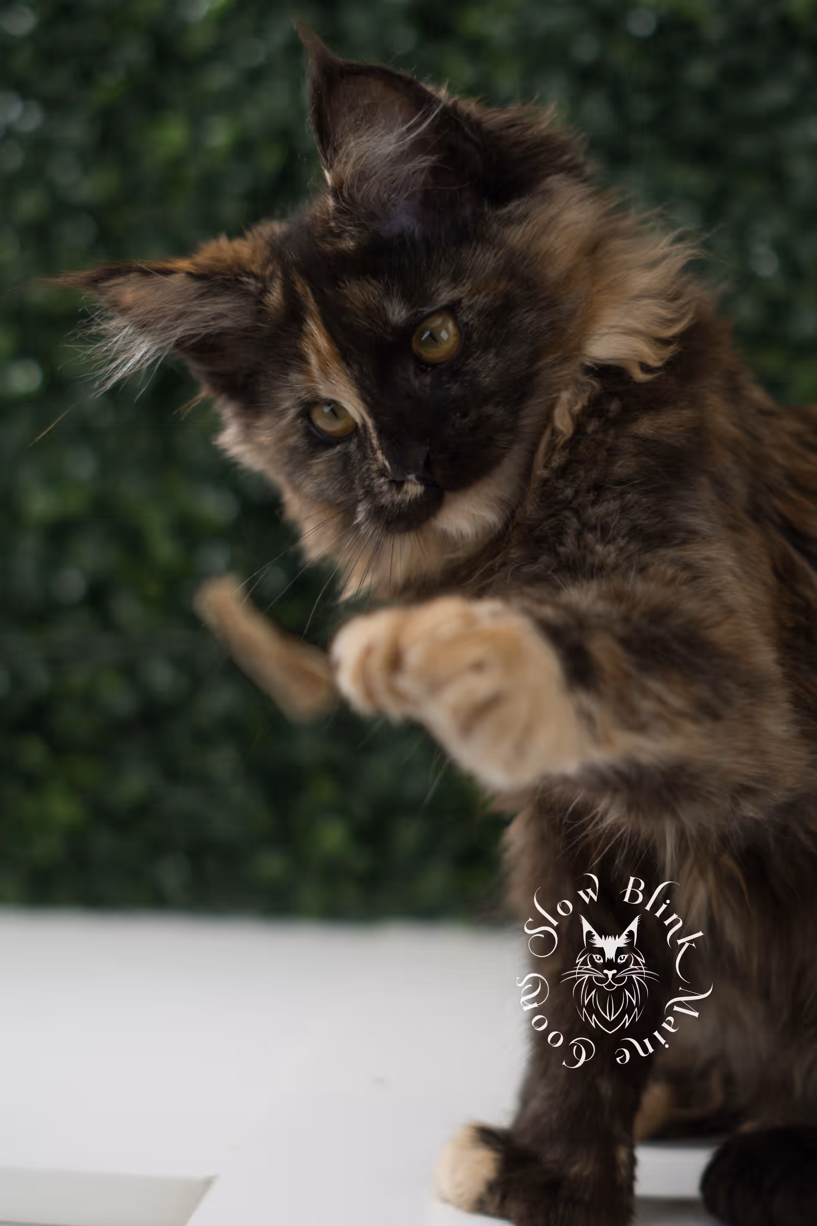 black tortie | maine coon kitten | age 5 months old | ems code mcp f 22 | poly | female | taken jul 23 2025 | named river Black Tortie Maine Coon Kittens > black tortie | maine coon kitten | age 5 months old | ems code mcp f 22 | poly | female | taken jul 23 2025 | named river | idx 17
