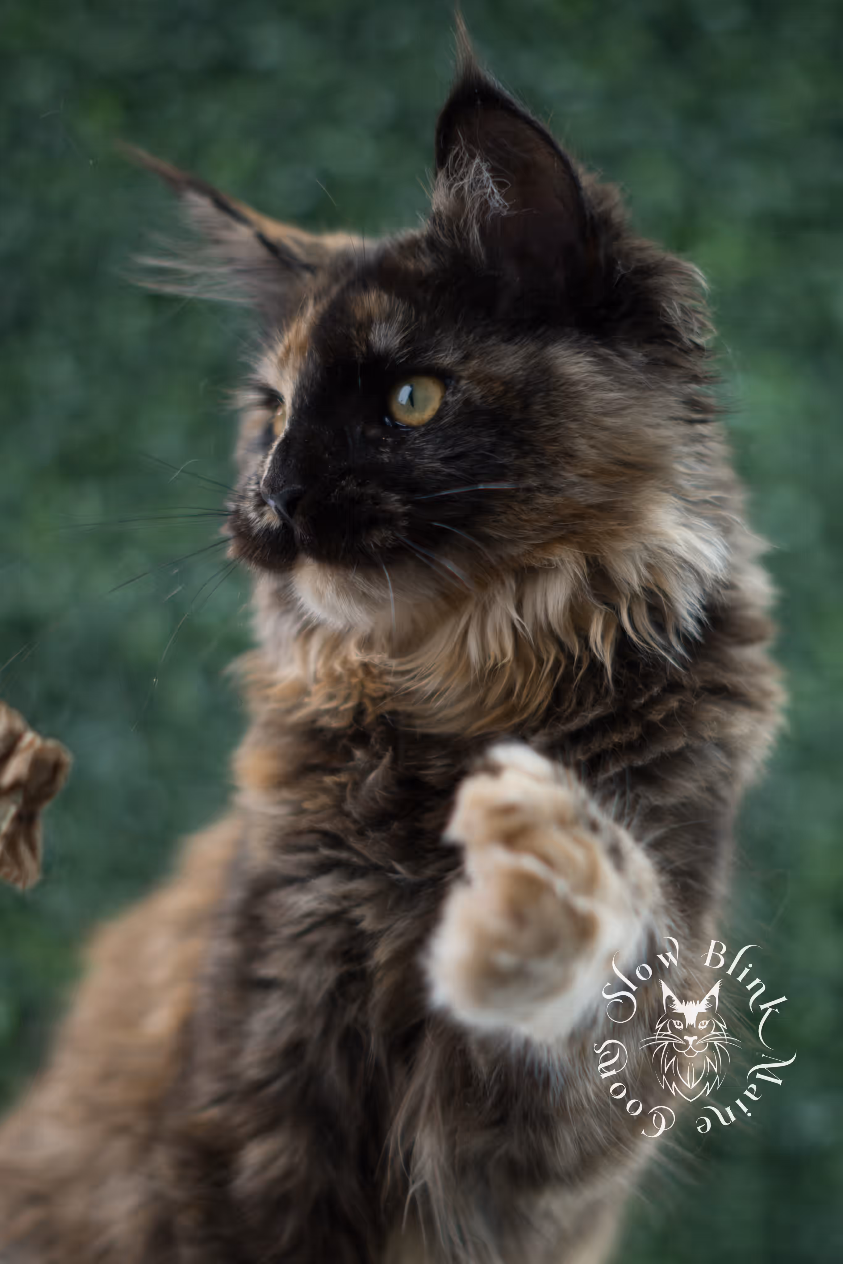 black tortie | maine coon kitten | age 5 months old | ems code mcp f 22 | poly | female | taken jul 23 2025 | named river Black Tortie Maine Coon Kittens > black tortie | maine coon kitten | age 5 months old | ems code mcp f 22 | poly | female | taken jul 23 2025 | named river | idx 19