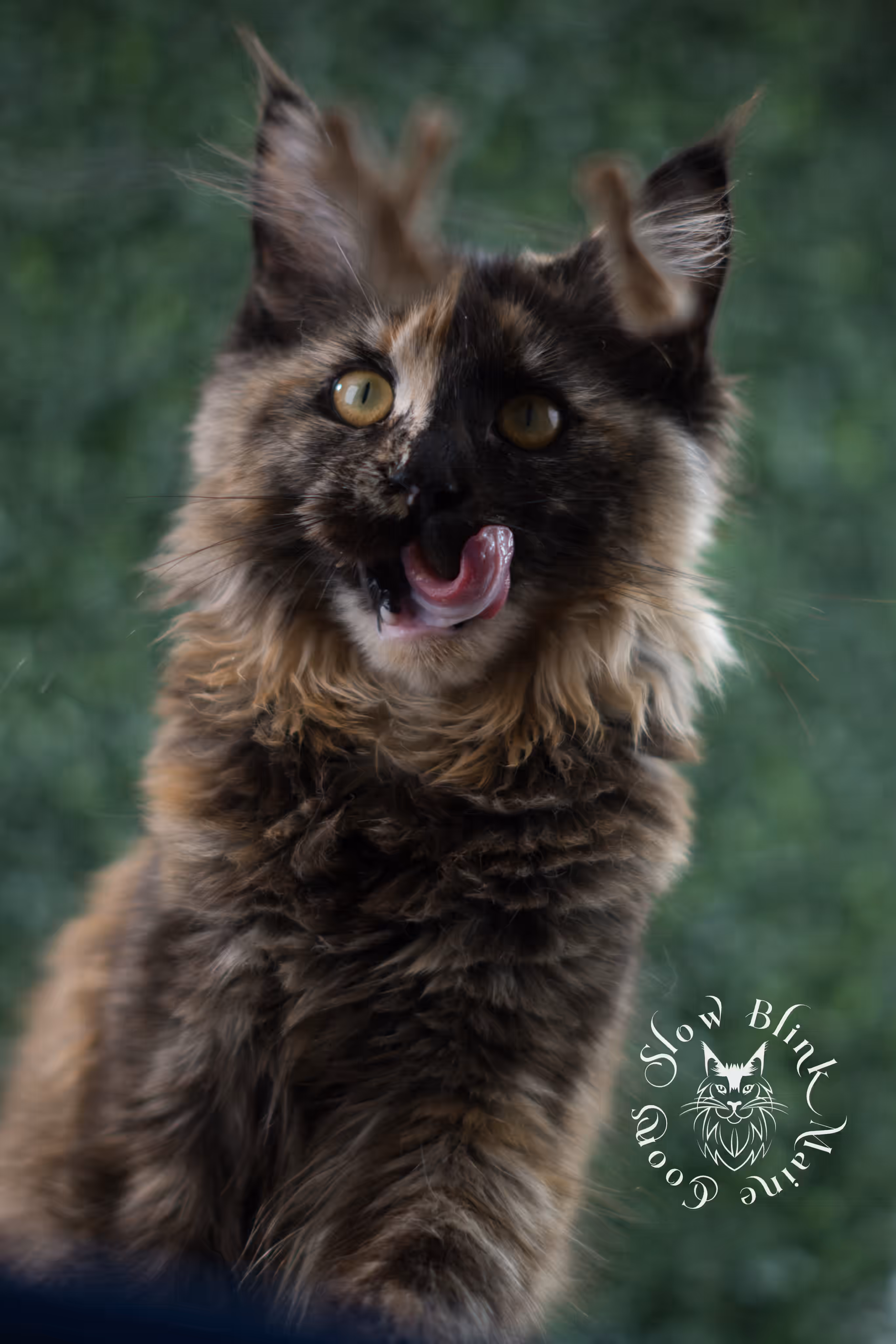 black tortie | maine coon kitten | age 5 months old | ems code mcp f 22 | poly | female | taken jul 23 2025 | named river Black Tortie Maine Coon Kittens > black tortie | maine coon kitten | age 5 months old | ems code mcp f 22 | poly | female | taken jul 23 2025 | named river | idx 20