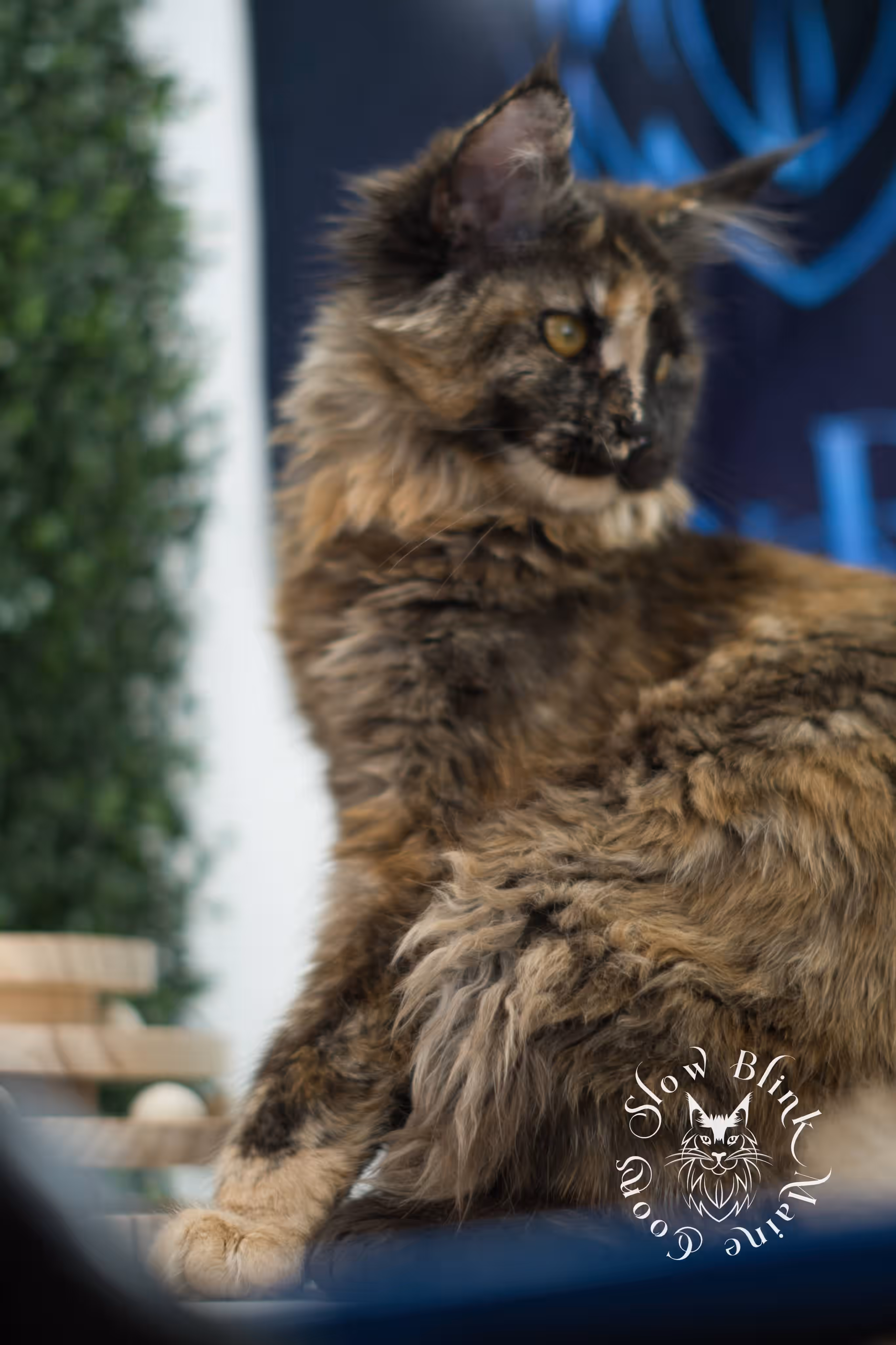 black tortie | maine coon kitten | age 5 months old | ems code mcp f 22 | poly | female | taken jul 23 2025 | named river Black Tortie Maine Coon Kittens > black tortie | maine coon kitten | age 5 months old | ems code mcp f 22 | poly | female | taken jul 23 2025 | named river | idx 21