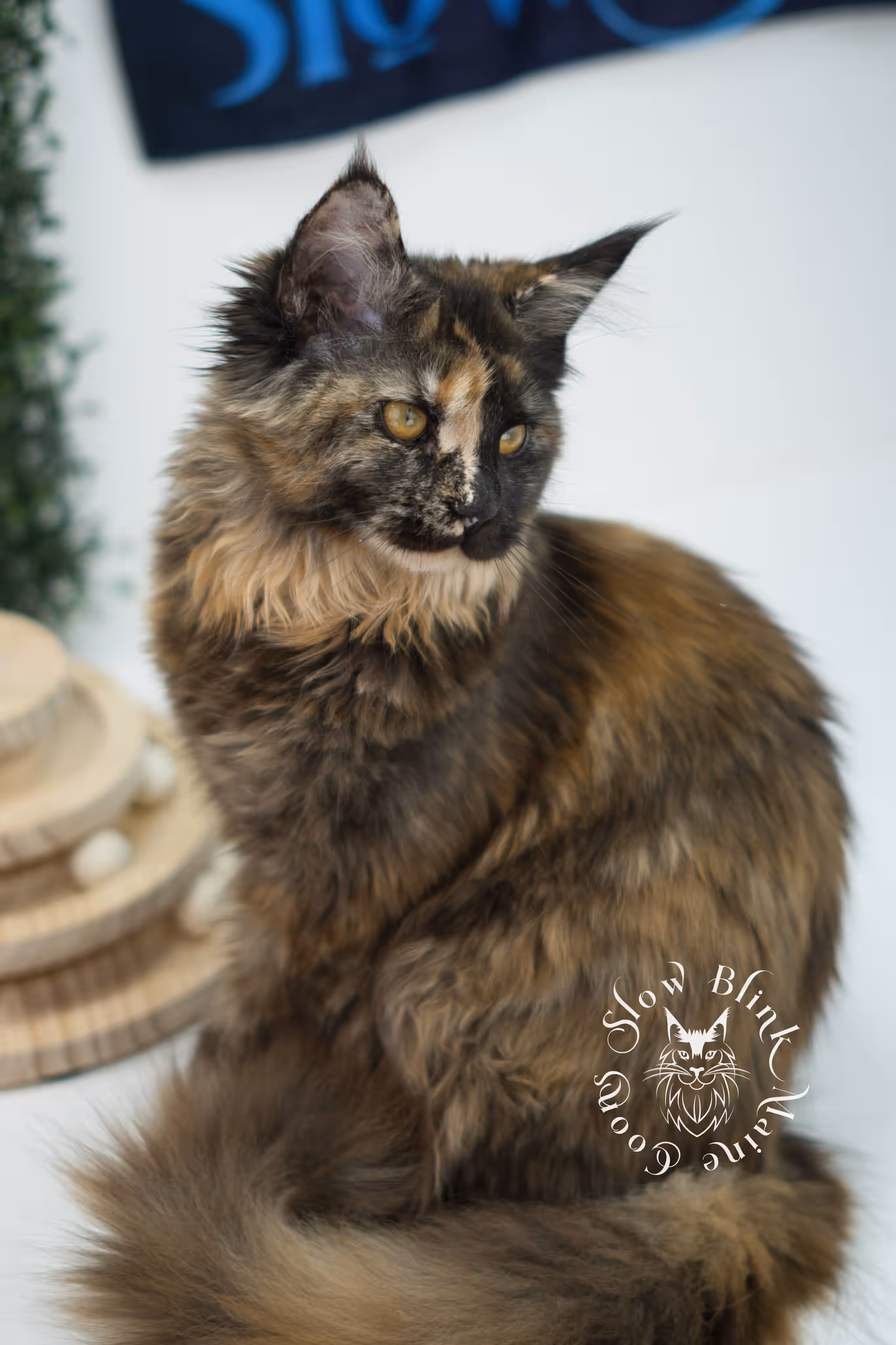 black tortie | maine coon kitten | age 5 months old | ems code mcp f 22 | poly | female | taken jul 23 2025 | named river Black Tortie Maine Coon Kittens > black tortie | maine coon kitten | age 5 months old | ems code mcp f 22 | poly | female | taken jul 23 2025 | named river | idx 22