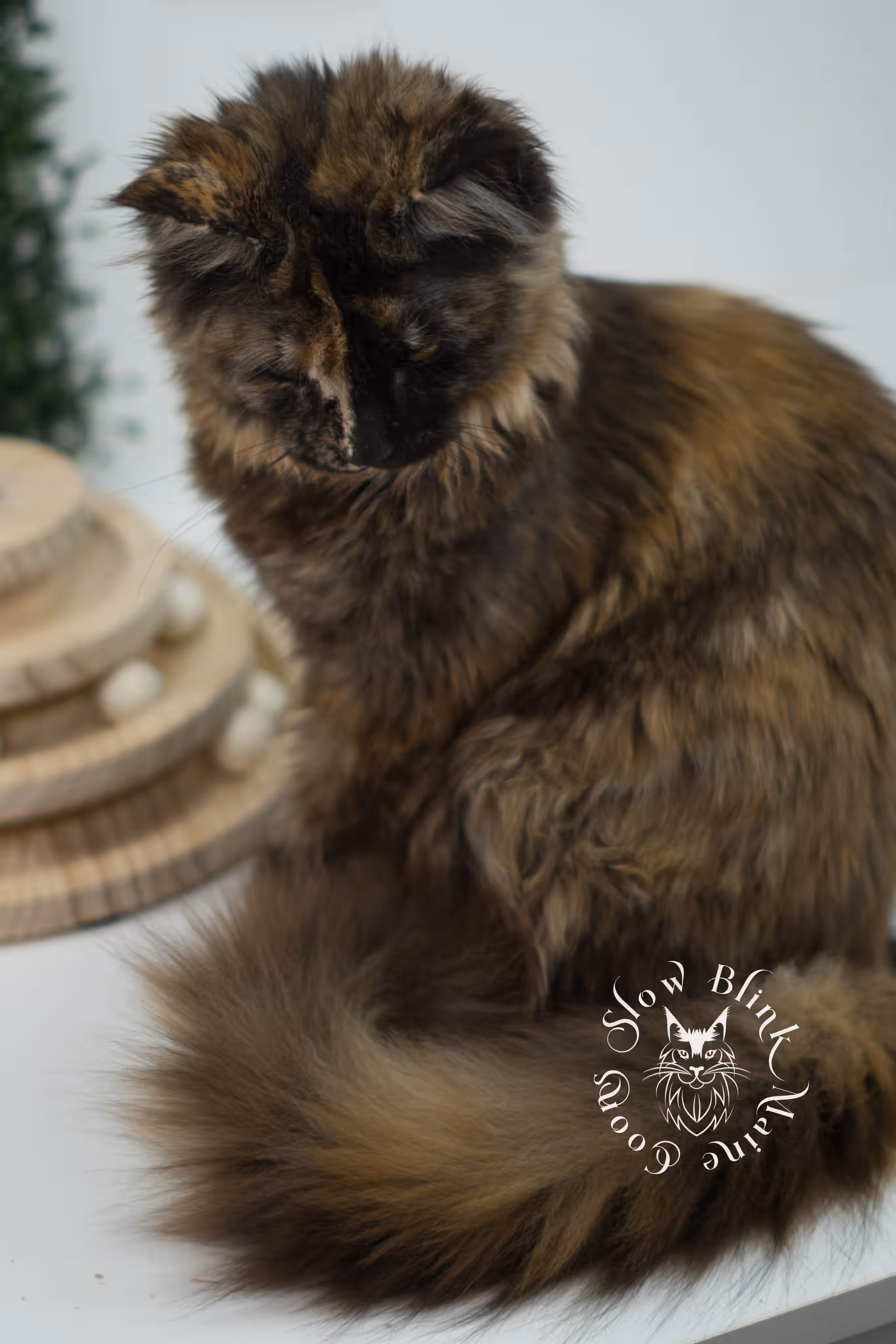 black tortie | maine coon kitten | age 5 months old | ems code mcp f 22 | poly | female | taken jul 23 2025 | named river Black Tortie Maine Coon Kittens > black tortie | maine coon kitten | age 5 months old | ems code mcp f 22 | poly | female | taken jul 23 2025 | named river | idx 23
