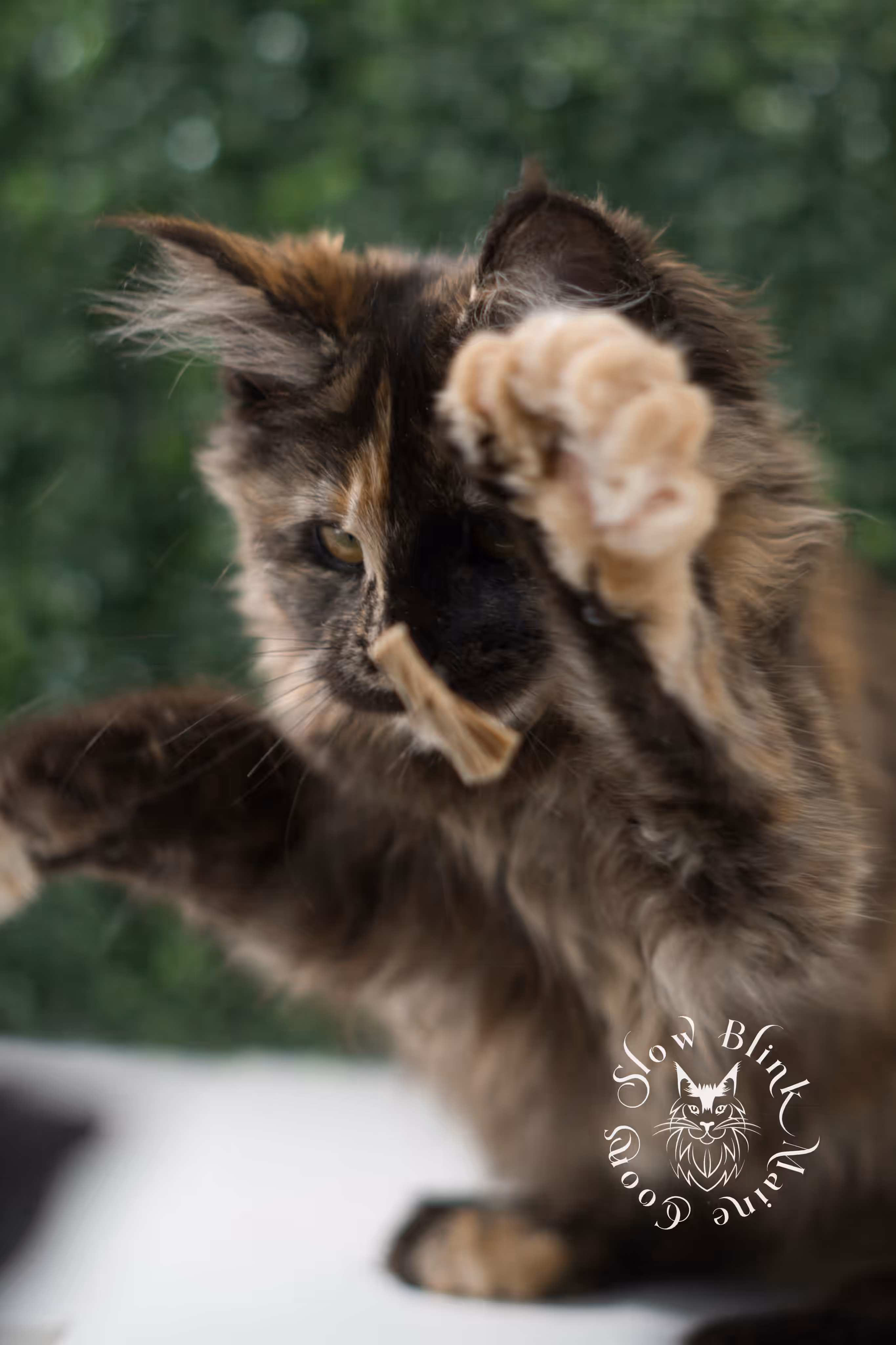 black tortie | maine coon kitten | age 5 months old | ems code mcp f 22 | poly | female | taken jul 23 2025 | named river Black Tortie Maine Coon Kittens > black tortie | maine coon kitten | age 5 months old | ems code mcp f 22 | poly | female | taken jul 23 2025 | named river | idx 24