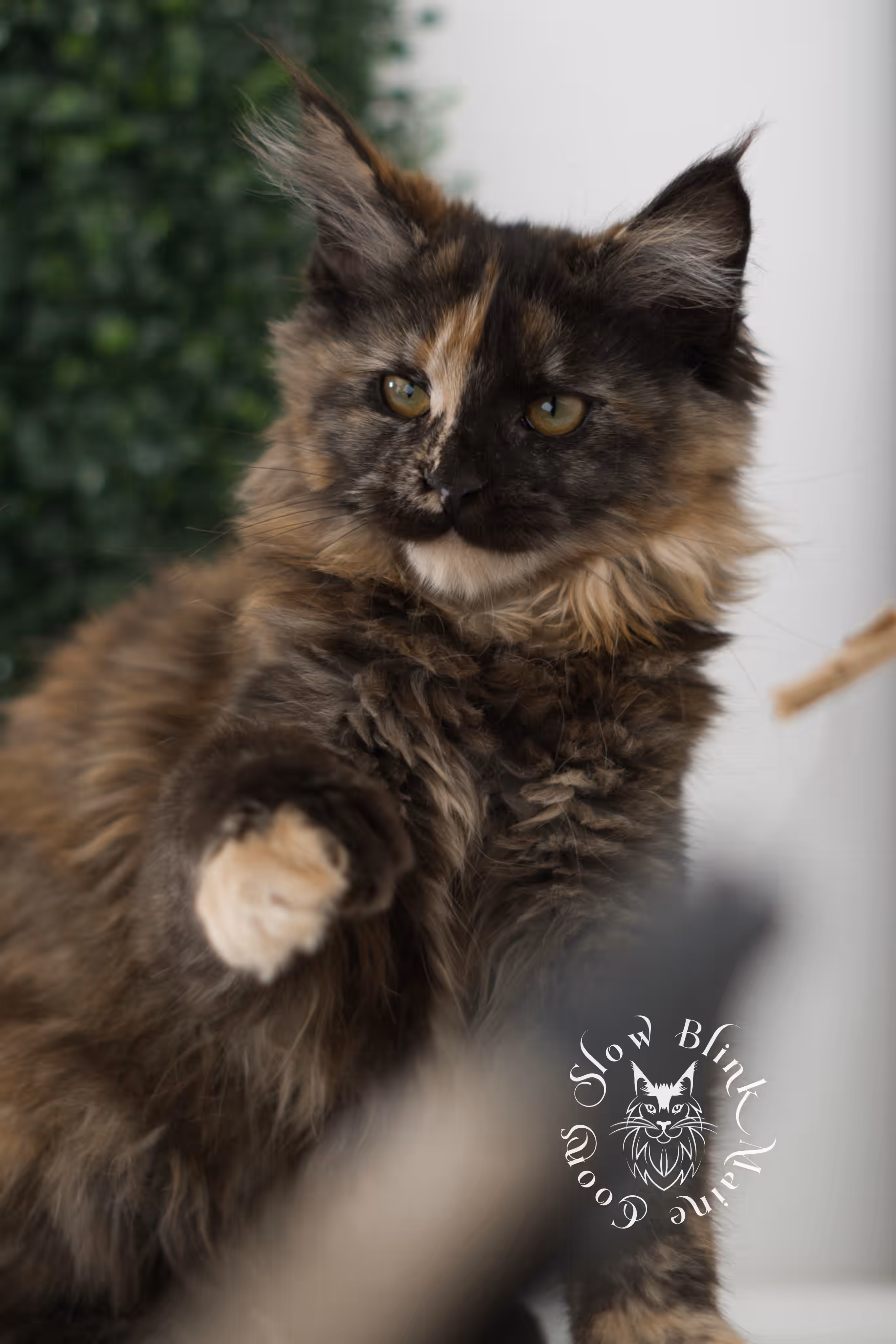 black tortie | maine coon kitten | age 5 months old | ems code mcp f 22 | poly | female | taken jul 23 2025 | named river Black Tortie Maine Coon Kittens > black tortie | maine coon kitten | age 5 months old | ems code mcp f 22 | poly | female | taken jul 23 2025 | named river | idx 25