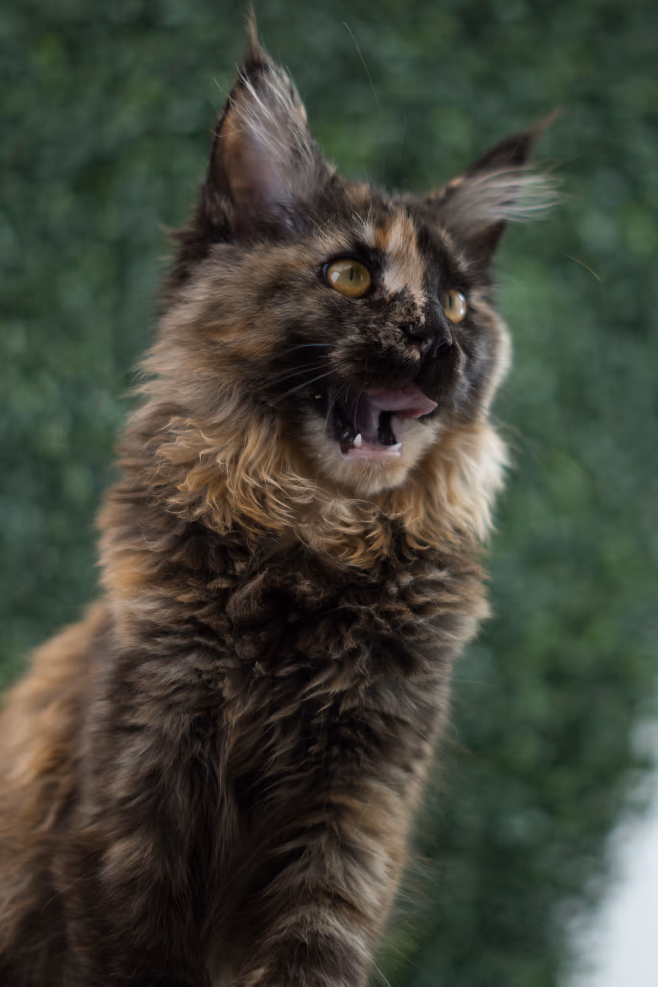 black tortie | maine coon kitten | age 5 months old | ems code mcp f 22 | poly | female | taken jul 23 2025 | named river Black Tortie Maine Coon Kittens > black tortie | maine coon kitten | age 5 months old | ems code mcp f 22 | poly | female | taken jul 23 2025 | named river | idx 26
