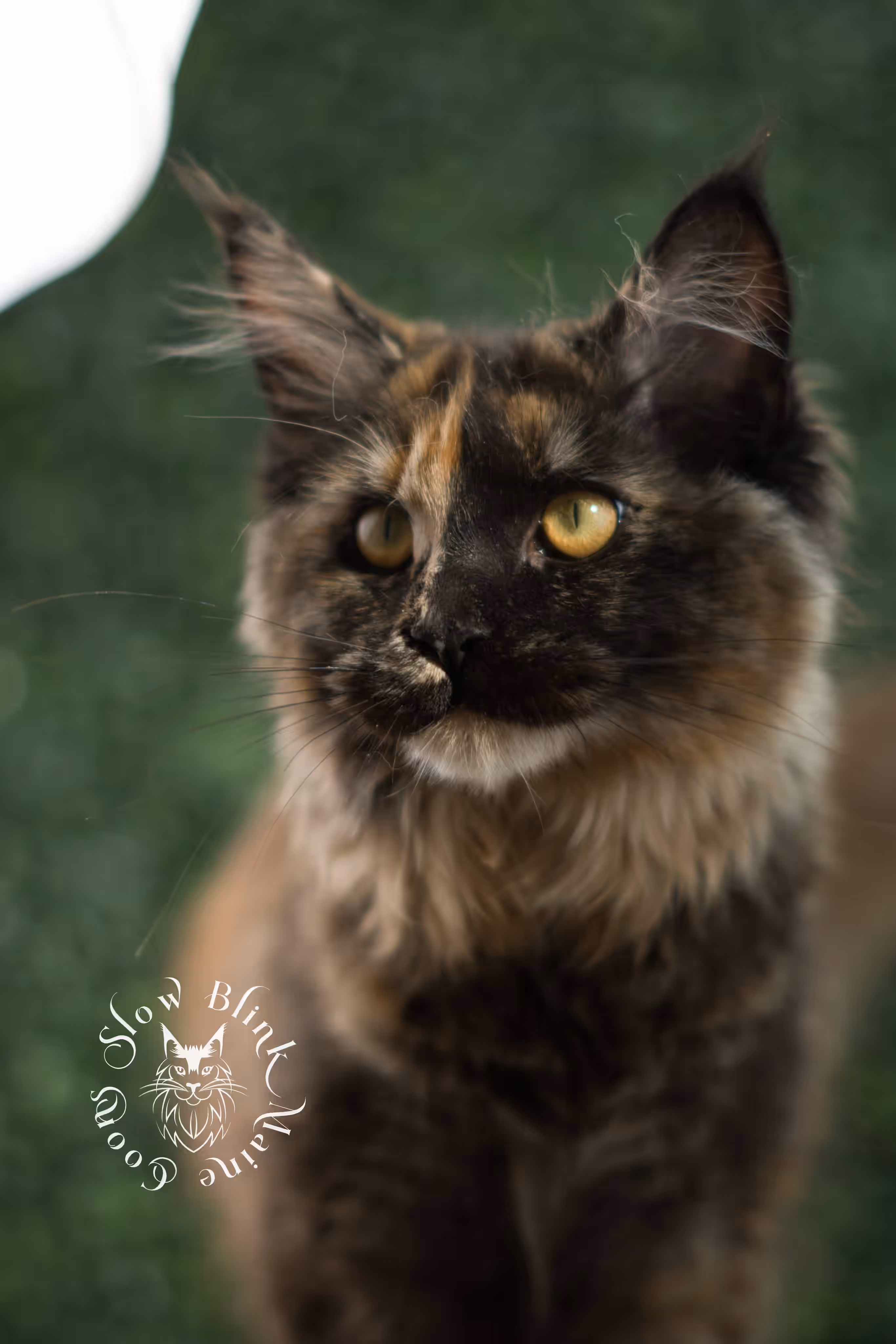 black tortie | maine coon kitten | age 5 months old | ems code mcp f 22 | poly | female | taken jul 23 2025 | named river Black Tortie Maine Coon Kittens > black tortie | maine coon kitten | age 5 months old | ems code mcp f 22 | poly | female | taken jul 23 2025 | named river | idx 27