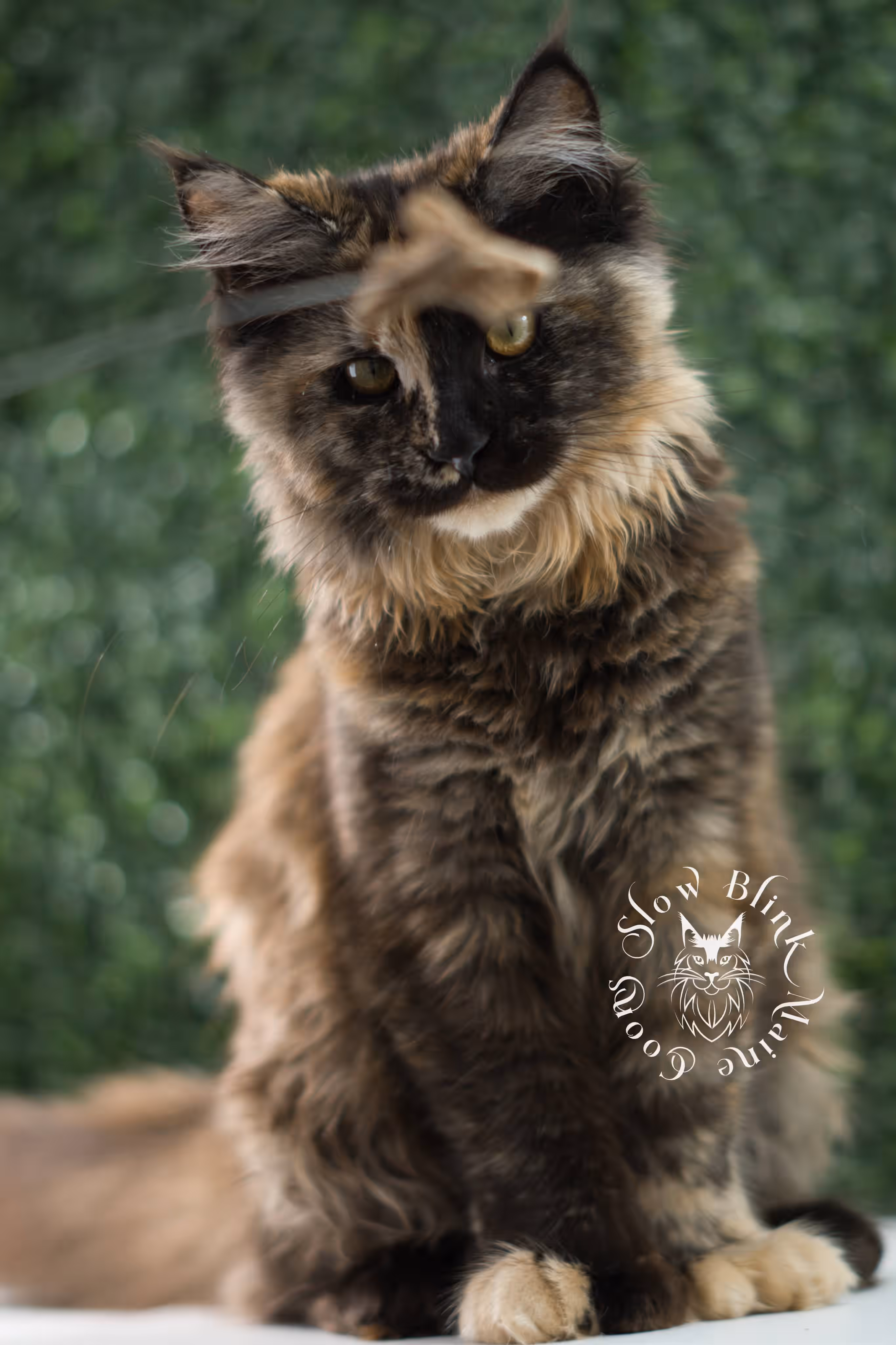 black tortie | maine coon kitten | age 5 months old | ems code mcp f 22 | poly | female | taken jul 23 2025 | named river Black Tortie Maine Coon Kittens > black tortie | maine coon kitten | age 5 months old | ems code mcp f 22 | poly | female | taken jul 23 2025 | named river | idx 28