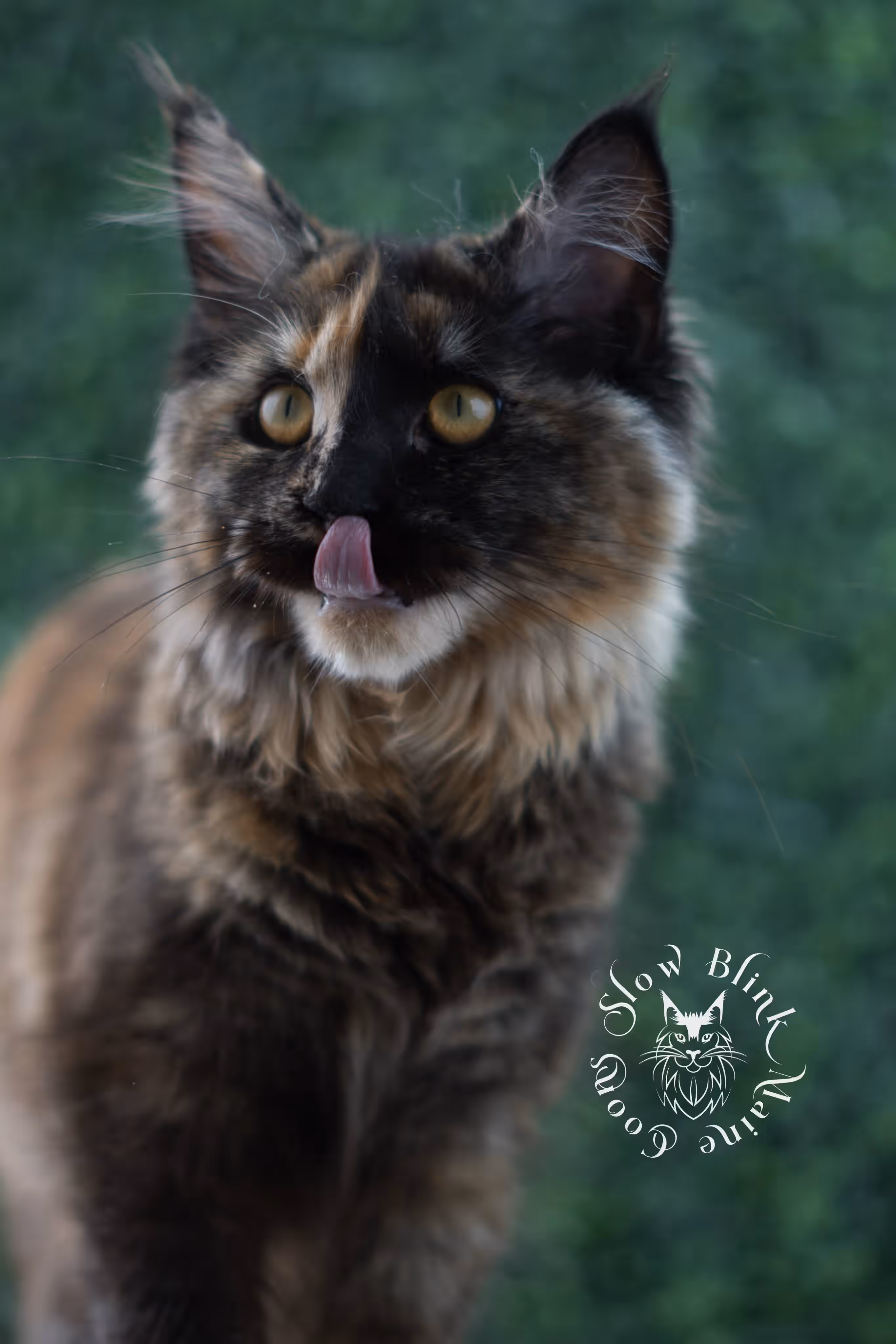 black tortie | maine coon kitten | age 5 months old | ems code mcp f 22 | poly | female | taken jul 23 2025 | named river Black Tortie Maine Coon Kittens > black tortie | maine coon kitten | age 5 months old | ems code mcp f 22 | poly | female | taken jul 23 2025 | named river | idx 29