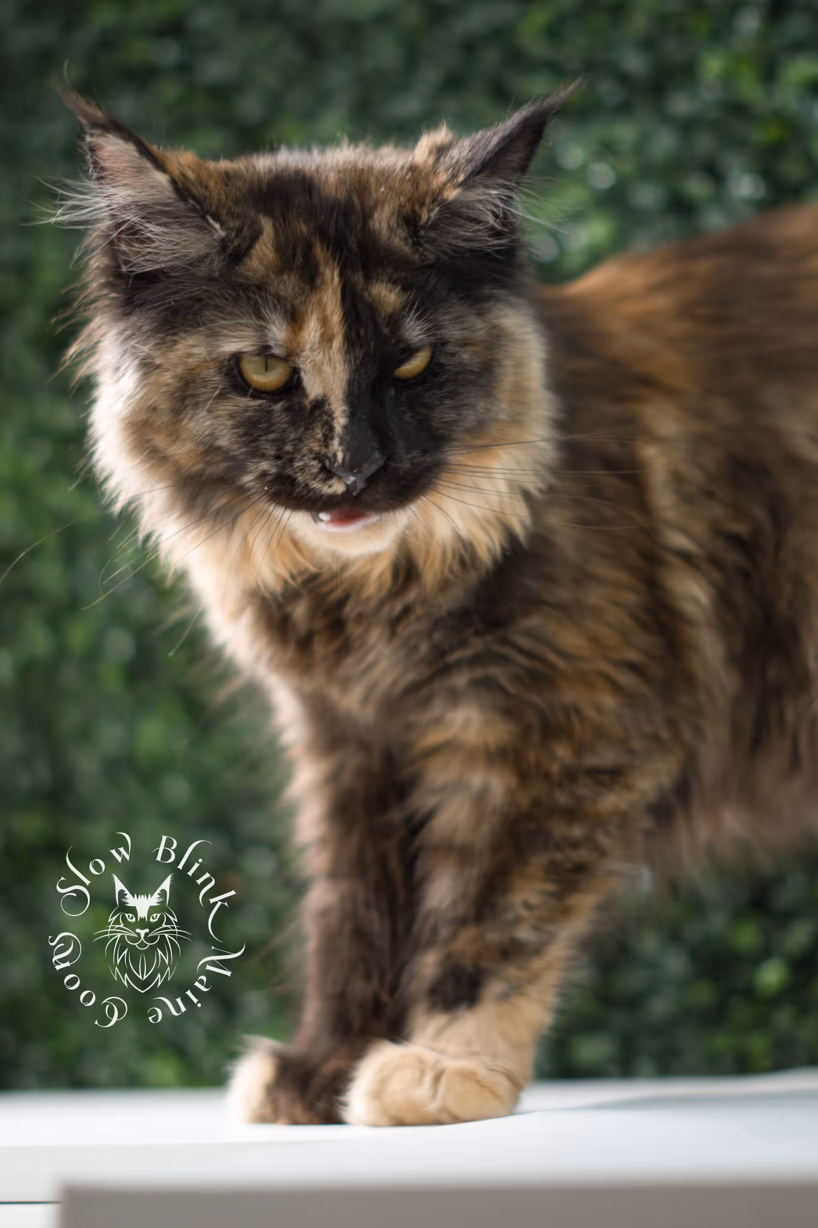 black tortie | maine coon kitten | age 5 months old | ems code mcp f 22 | poly | female | taken jul 23 2025 | named river Black Tortie Maine Coon Kittens > black tortie | maine coon kitten | age 5 months old | ems code mcp f 22 | poly | female | taken jul 23 2025 | named river | idx 30