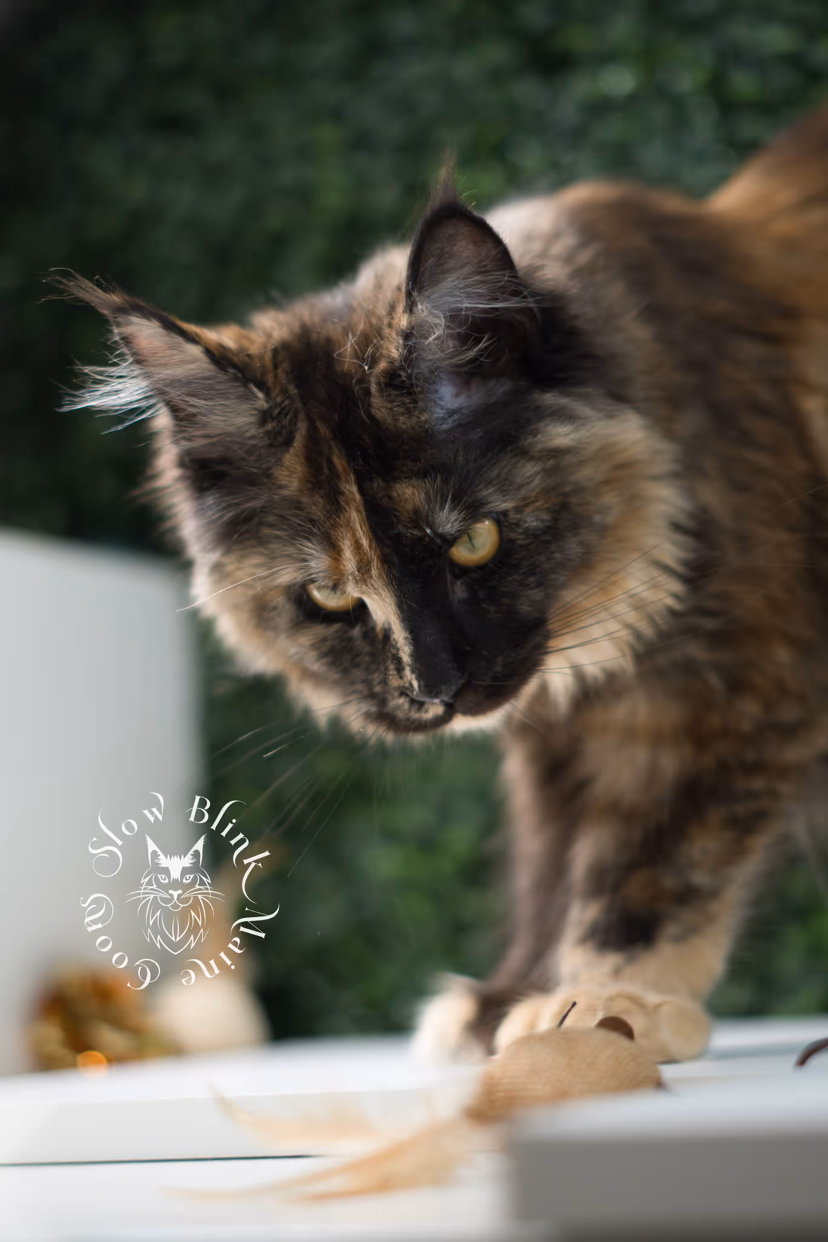 black tortie | maine coon kitten | age 5 months old | ems code mcp f 22 | poly | female | taken jul 23 2025 | named river Black Tortie Maine Coon Kittens > black tortie | maine coon kitten | age 5 months old | ems code mcp f 22 | poly | female | taken jul 23 2025 | named river | idx 31