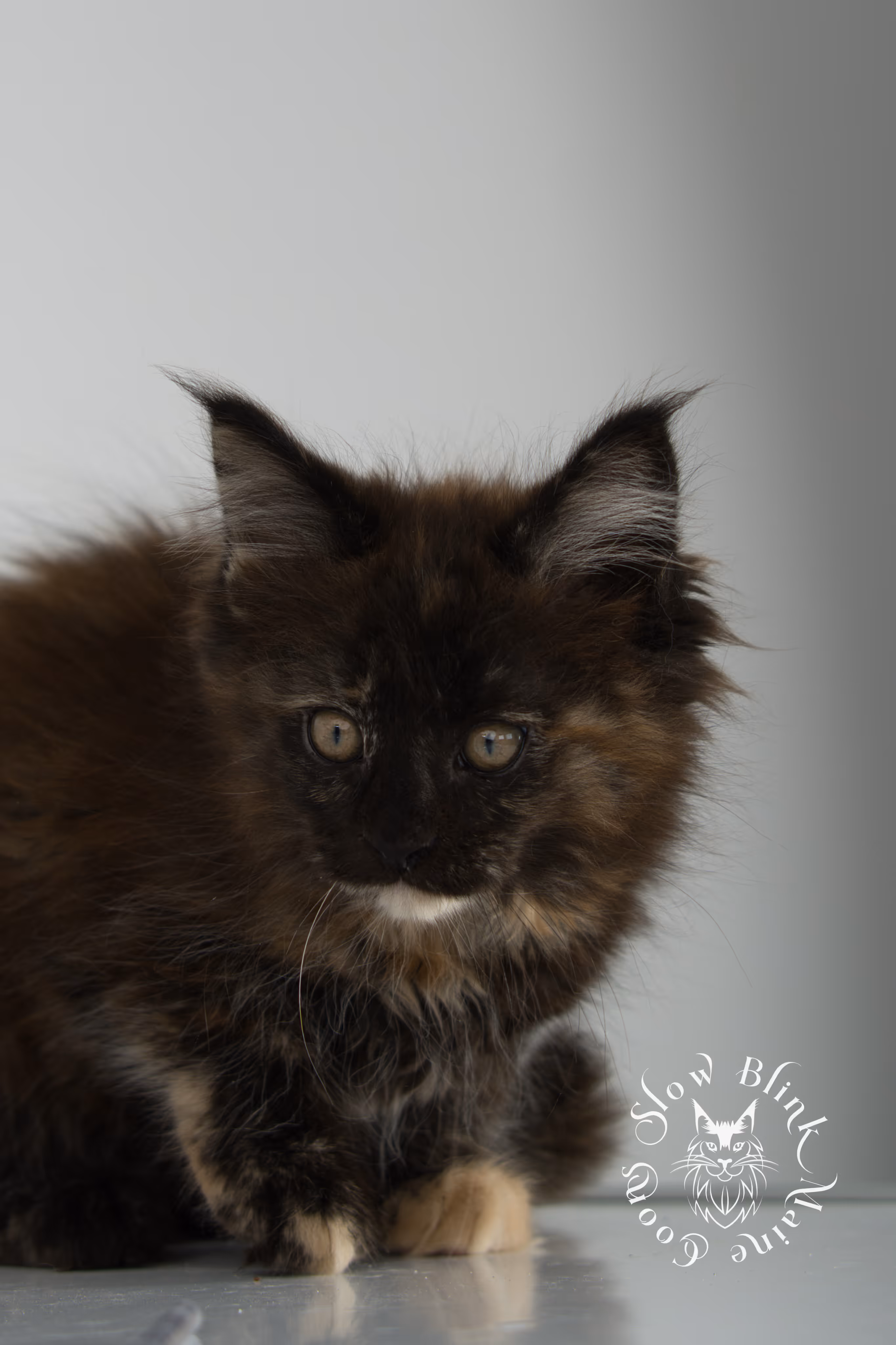 black tortie | tortie | tortoiseshell | maine coon | kitten | taken dec 1 2024 | ems code f | female | age 5 weeks Black Tortie Maine Coon Kittens > black tortie | tortie | tortoiseshell | maine coon | kitten | taken dec 1 2024 | ems code f | female | age 5 weeks | idx 01