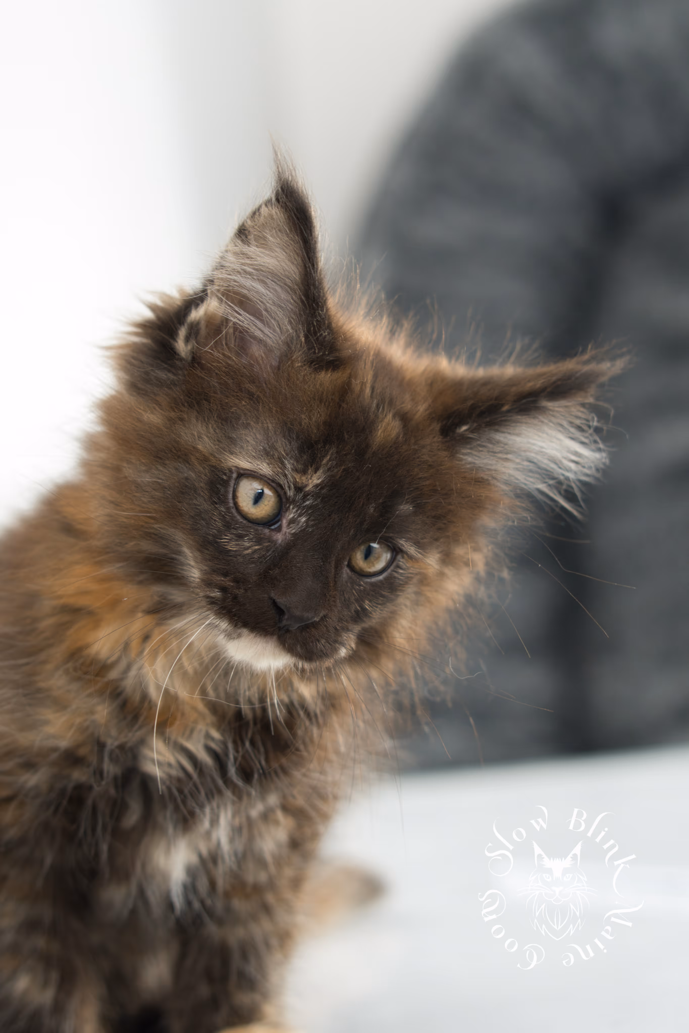 black tortie | tortie | tortoiseshell | maine coon | kitten | taken dec 1 2024 | ems code f | female | age 5 weeks Black Tortie Maine Coon Kittens > black tortie | tortie | tortoiseshell | maine coon | kitten | taken dec 1 2024 | ems code f | female | age 5 weeks | idx 02