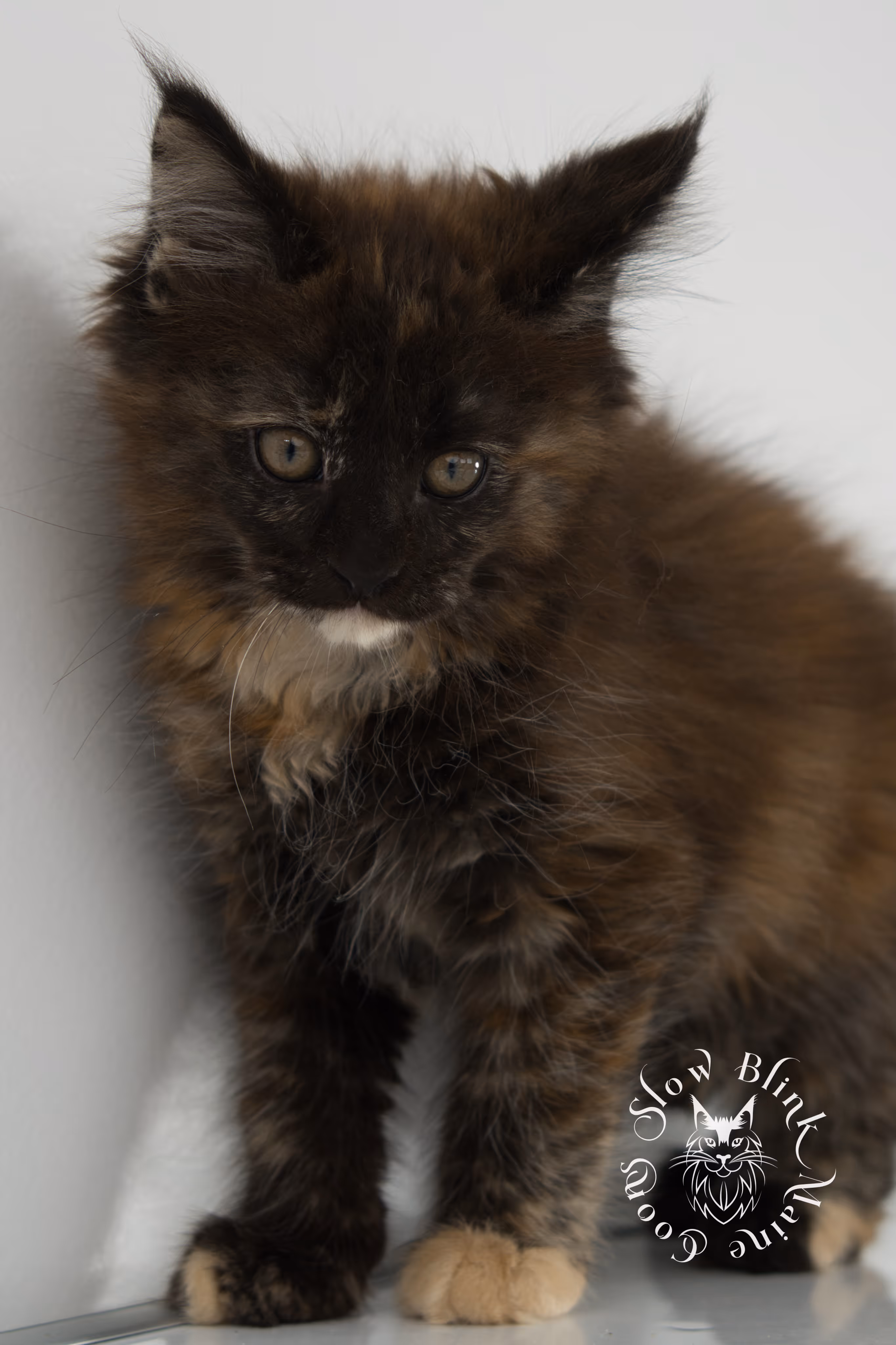 black tortie | tortie | tortoiseshell | maine coon | kitten | taken dec 1 2024 | ems code f | female | age 5 weeks Black Tortie Maine Coon Kittens > black tortie | tortie | tortoiseshell | maine coon | kitten | taken dec 1 2024 | ems code f | female | age 5 weeks | idx 03