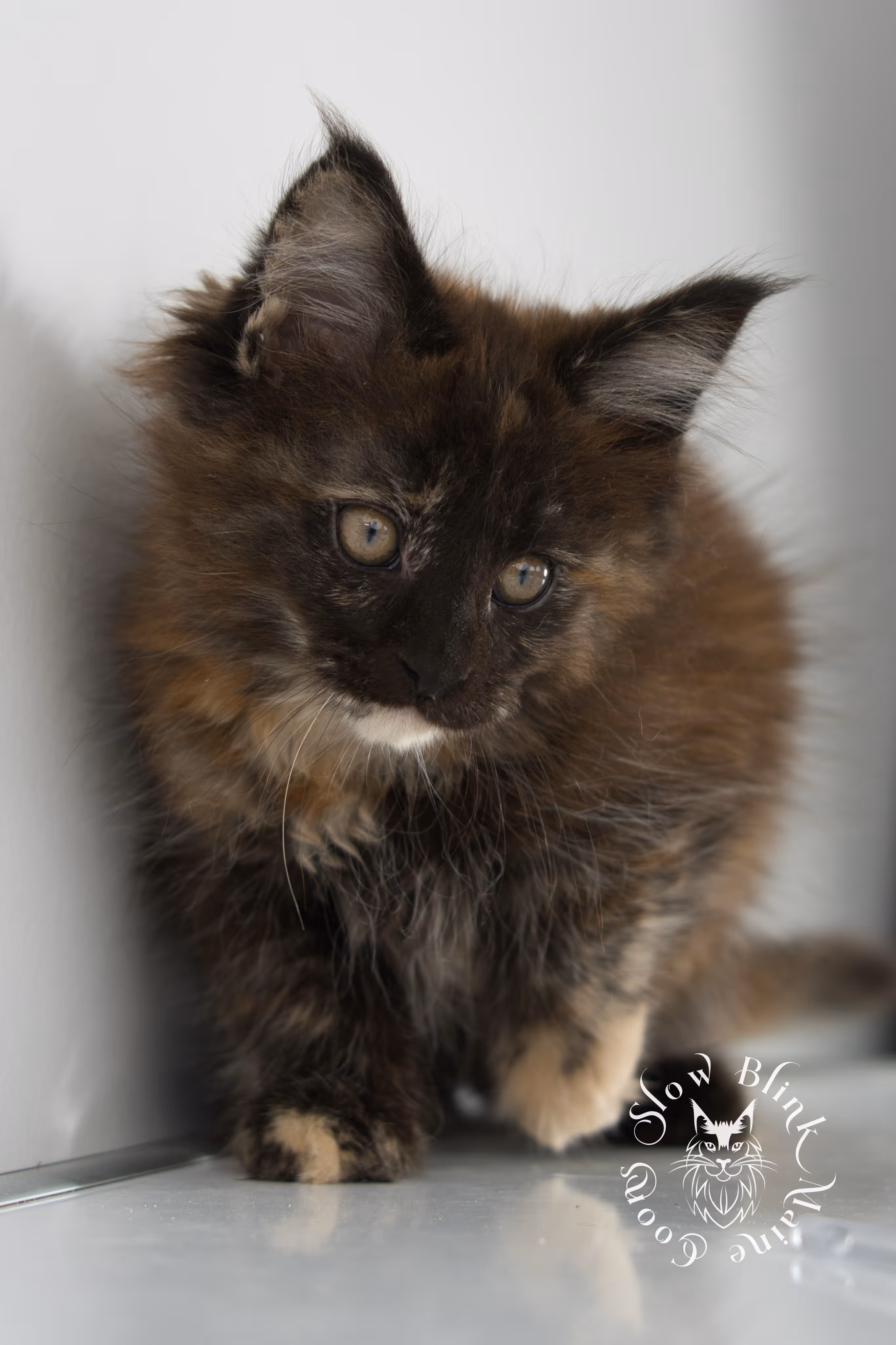 black tortie | tortie | tortoiseshell | maine coon | kitten | taken dec 1 2024 | ems code f | female | age 5 weeks Black Tortie Maine Coon Kittens > black tortie | tortie | tortoiseshell | maine coon | kitten | taken dec 1 2024 | ems code f | female | age 5 weeks | idx 04