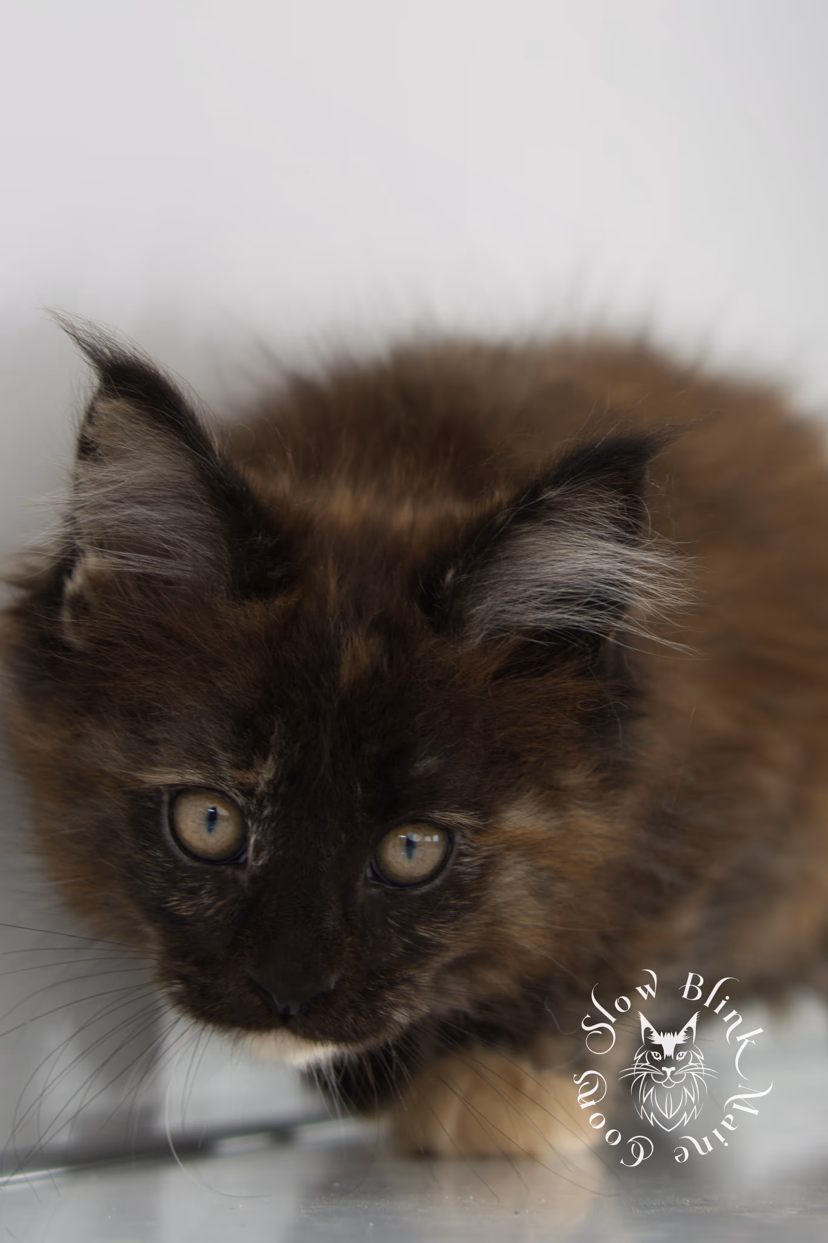black tortie | tortie | tortoiseshell | maine coon | kitten | taken dec 1 2024 | ems code f | female | age 5 weeks Black Tortie Maine Coon Kittens > black tortie | tortie | tortoiseshell | maine coon | kitten | taken dec 1 2024 | ems code f | female | age 5 weeks | idx 05