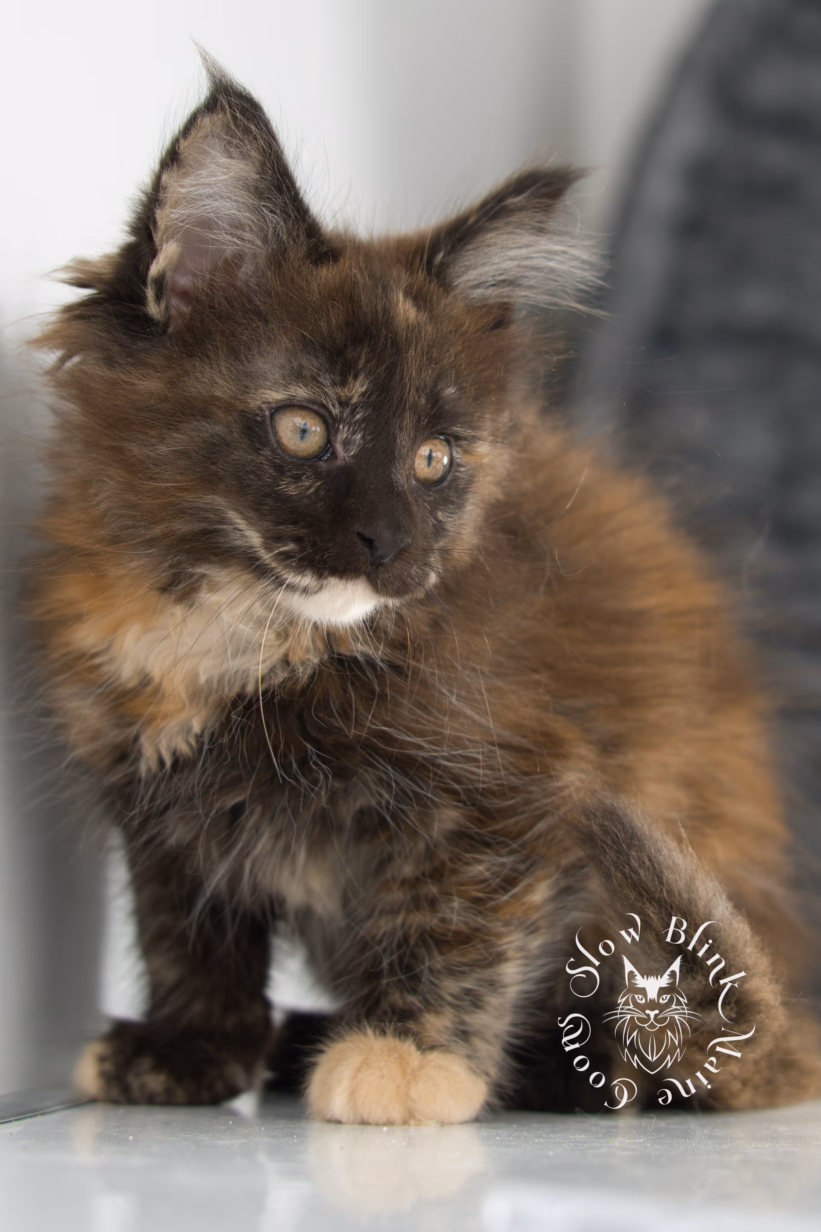 black tortie | tortie | tortoiseshell | maine coon | kitten | taken dec 1 2024 | ems code f | female | age 5 weeks Black Tortie Maine Coon Kittens > black tortie | tortie | tortoiseshell | maine coon | kitten | taken dec 1 2024 | ems code f | female | age 5 weeks | idx 06