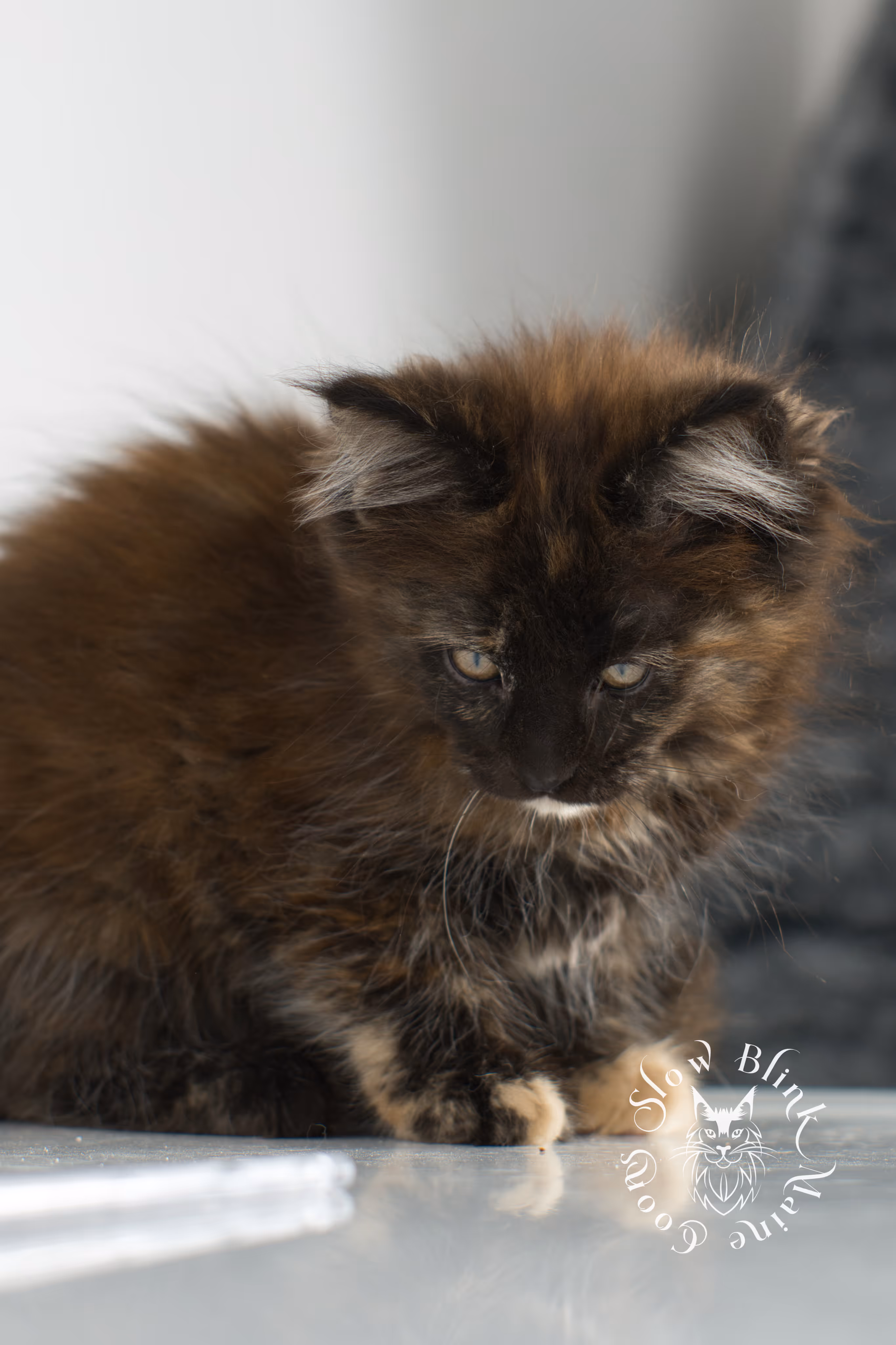 black tortie | tortie | tortoiseshell | maine coon | kitten | taken dec 1 2024 | ems code f | female | age 5 weeks Black Tortie Maine Coon Kittens > black tortie | tortie | tortoiseshell | maine coon | kitten | taken dec 1 2024 | ems code f | female | age 5 weeks | idx 07