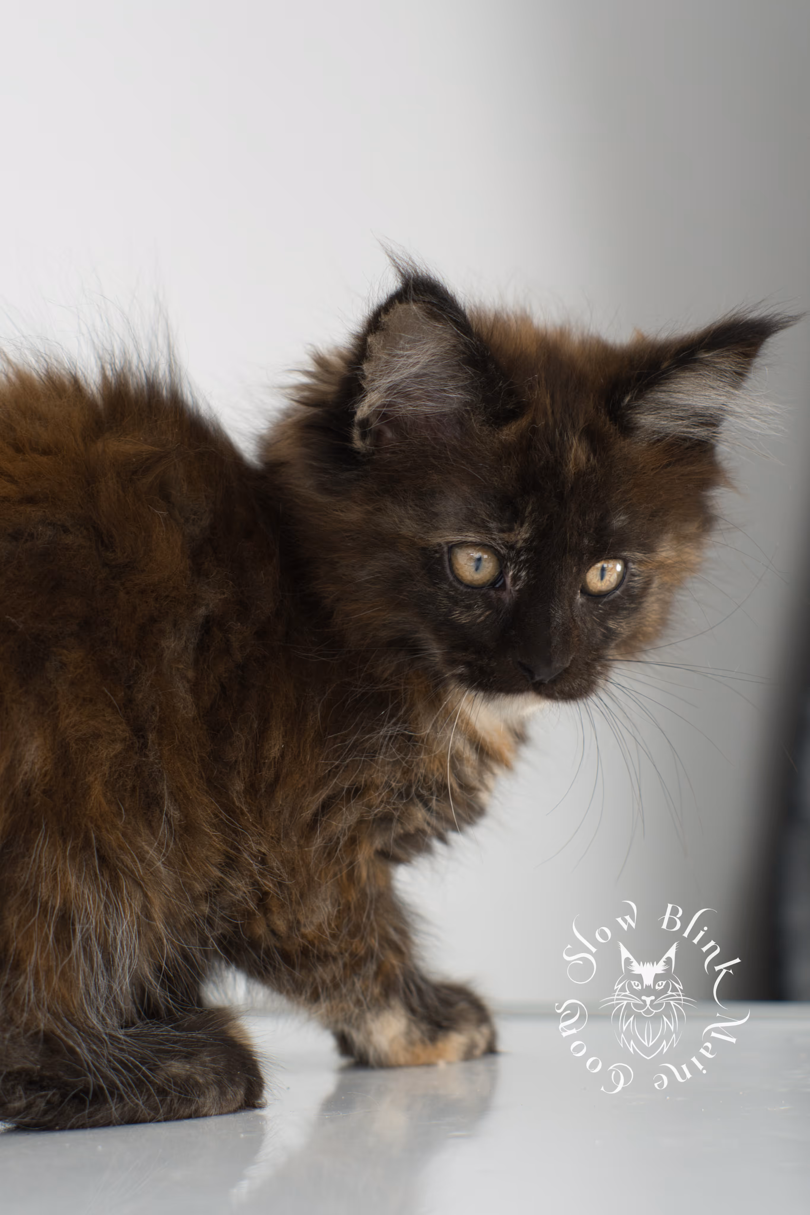 black tortie | tortie | tortoiseshell | maine coon | kitten | taken dec 1 2024 | ems code f | female | age 5 weeks Black Tortie Maine Coon Kittens > black tortie | tortie | tortoiseshell | maine coon | kitten | taken dec 1 2024 | ems code f | female | age 5 weeks | idx 08