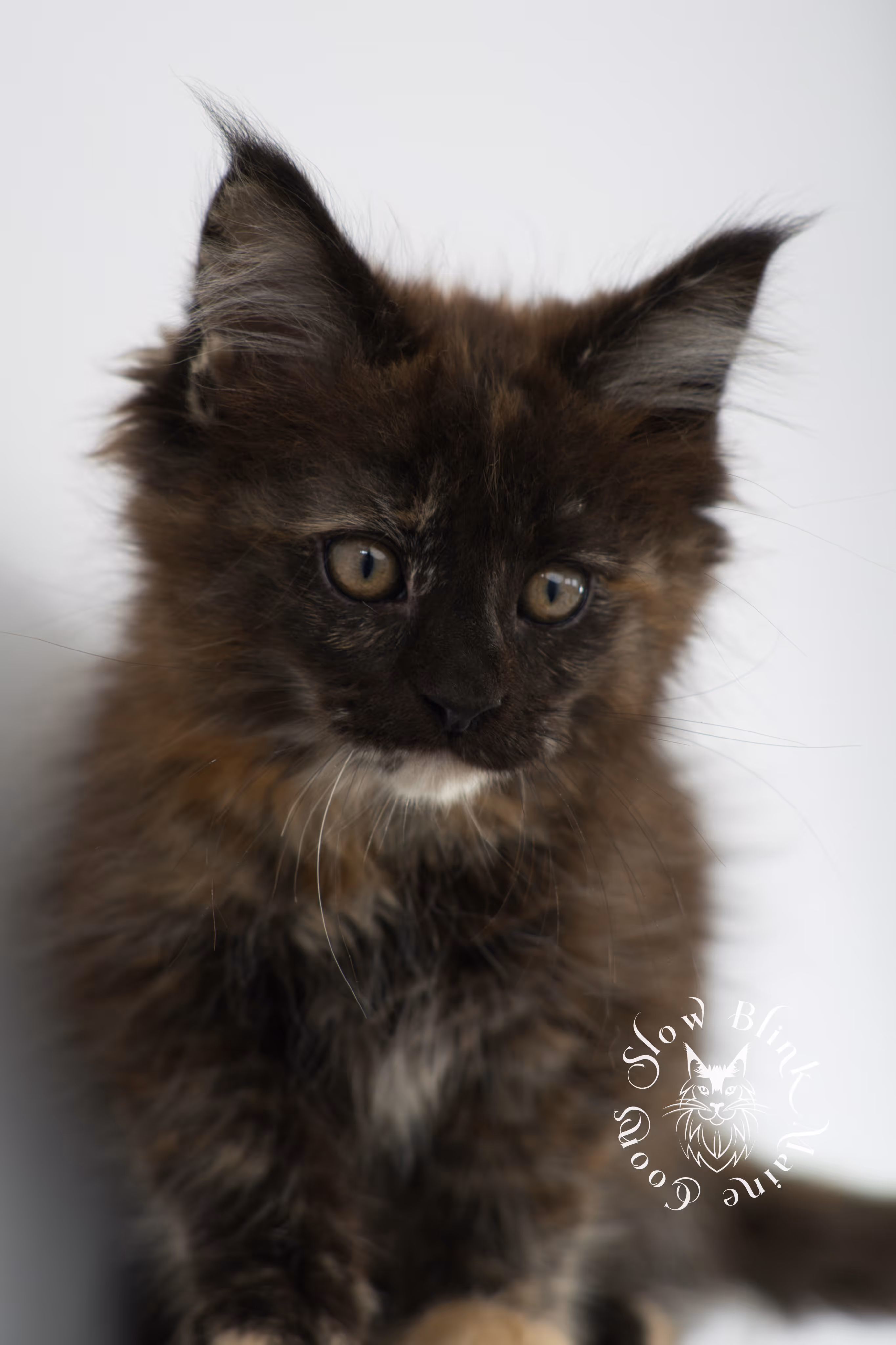 black tortie | tortie | tortoiseshell | maine coon | kitten | taken dec 1 2024 | ems code f | female | age 5 weeks Black Tortie Maine Coon Kittens > black tortie | tortie | tortoiseshell | maine coon | kitten | taken dec 1 2024 | ems code f | female | age 5 weeks | idx 09