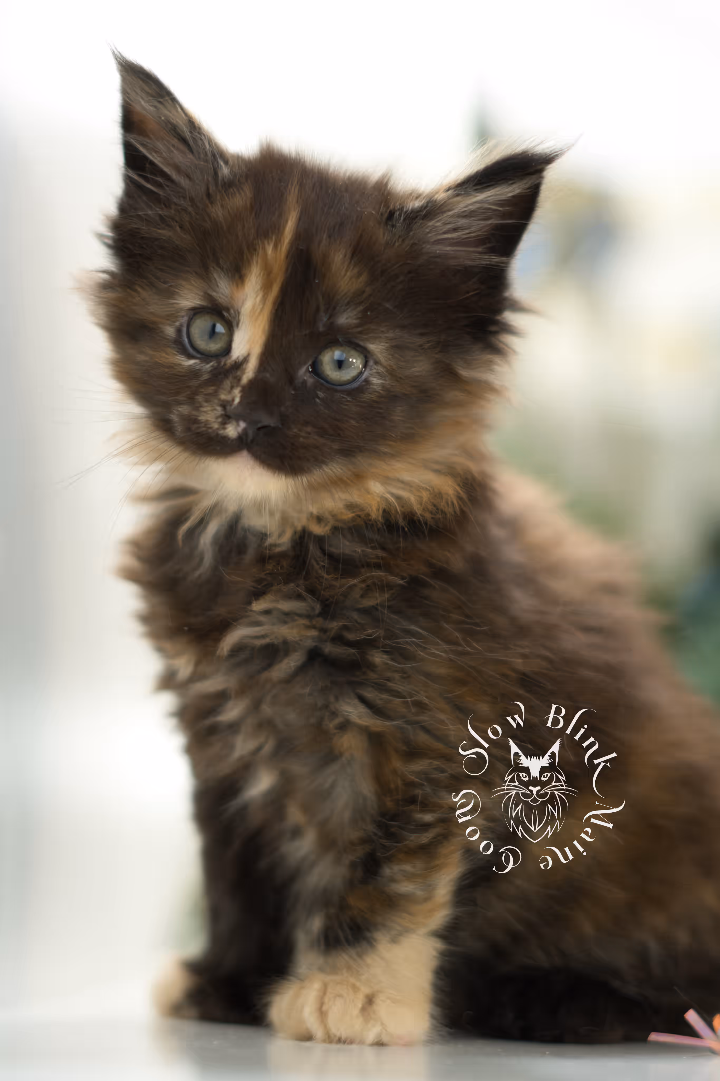 black tortie | tortie | tortoiseshell | maine coon kitten | taken feb 2025 | ems code mcp f | female | paws polydactyl | age 6 weeks old Black Tortie Maine Coon Kittens > black tortie | tortie | tortoiseshell | maine coon kitten | taken feb 2025 | ems code mcp f | female | paws polydactyl | age 6 weeks old | idx 01