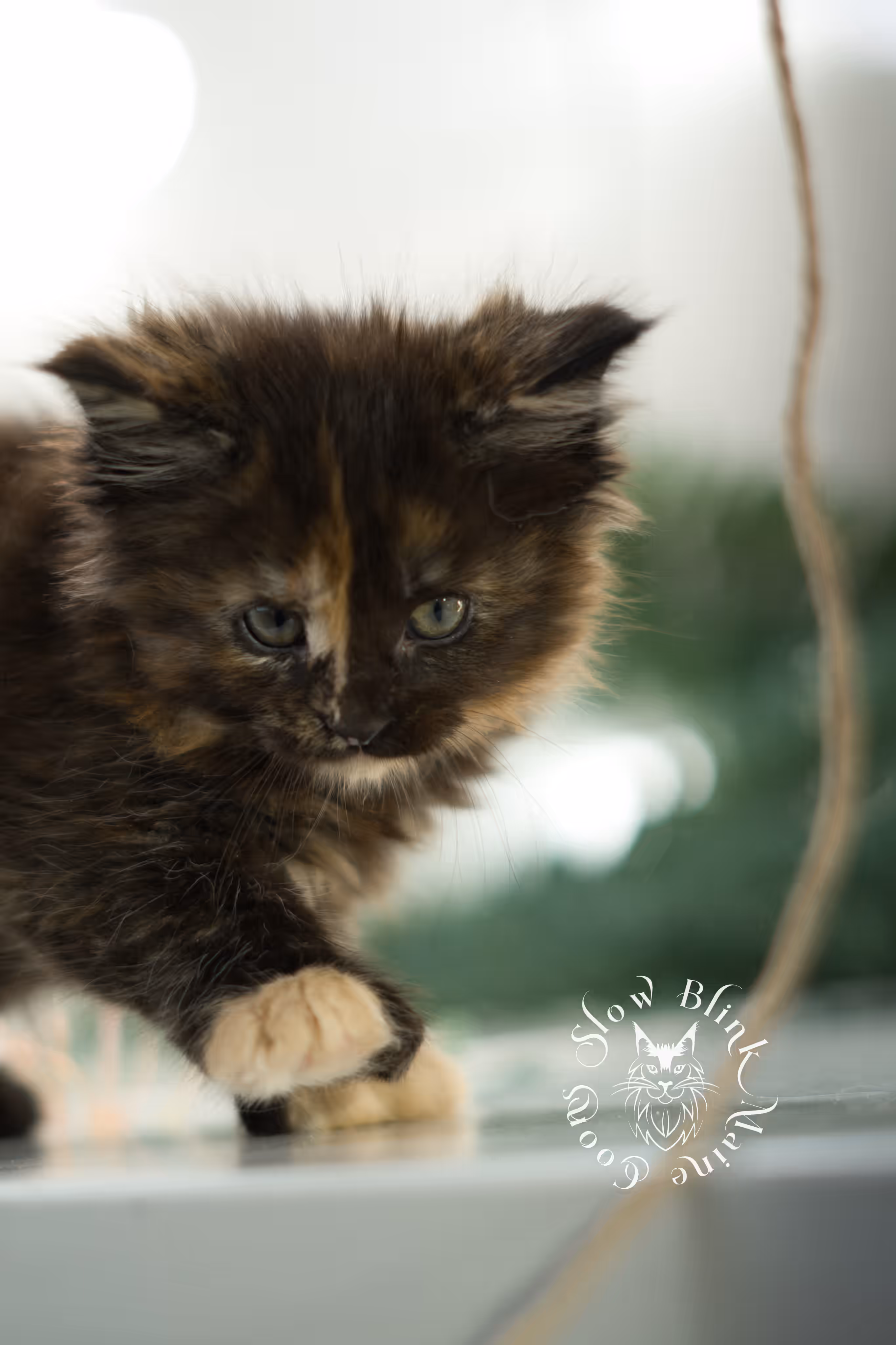black tortie | tortie | tortoiseshell | maine coon kitten | taken feb 2025 | ems code mcp f | female | paws polydactyl | age 6 weeks old Black Tortie Maine Coon Kittens > black tortie | tortie | tortoiseshell | maine coon kitten | taken feb 2025 | ems code mcp f | female | paws polydactyl | age 6 weeks old | idx 02