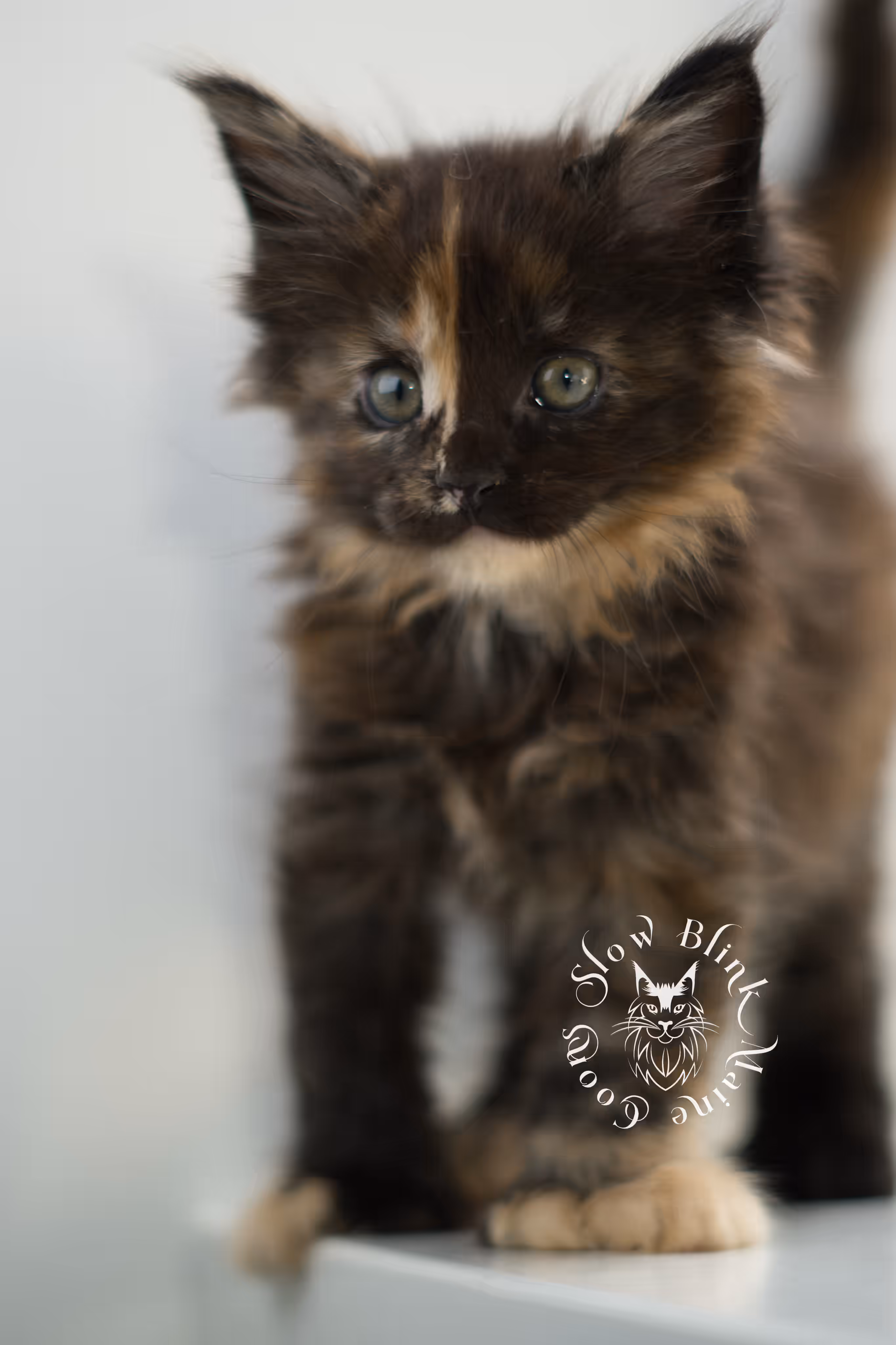 black tortie | tortie | tortoiseshell | maine coon kitten | taken feb 2025 | ems code mcp f | female | paws polydactyl | age 6 weeks old Black Tortie Maine Coon Kittens > black tortie | tortie | tortoiseshell | maine coon kitten | taken feb 2025 | ems code mcp f | female | paws polydactyl | age 6 weeks old | idx 03