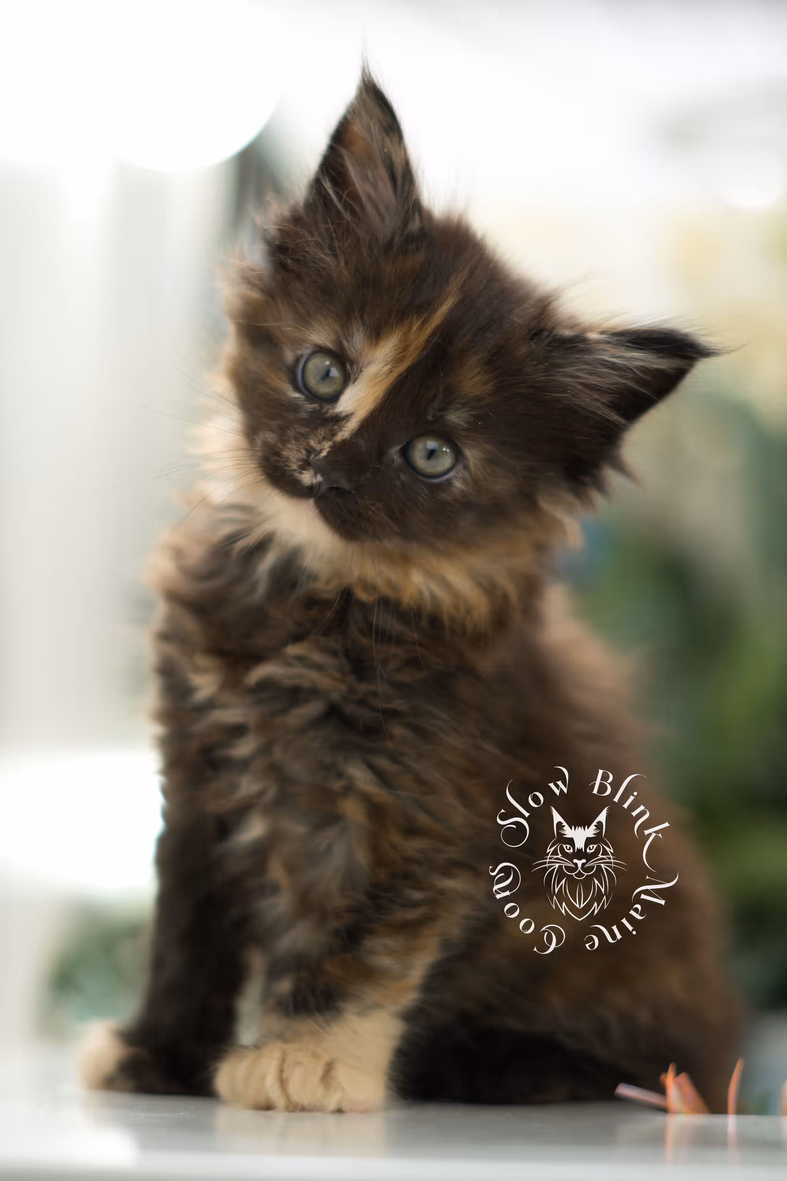 black tortie | tortie | tortoiseshell | maine coon kitten | taken feb 2025 | ems code mcp f | female | paws polydactyl | age 6 weeks old Black Tortie Maine Coon Kittens > black tortie | tortie | tortoiseshell | maine coon kitten | taken feb 2025 | ems code mcp f | female | paws polydactyl | age 6 weeks old | idx 04