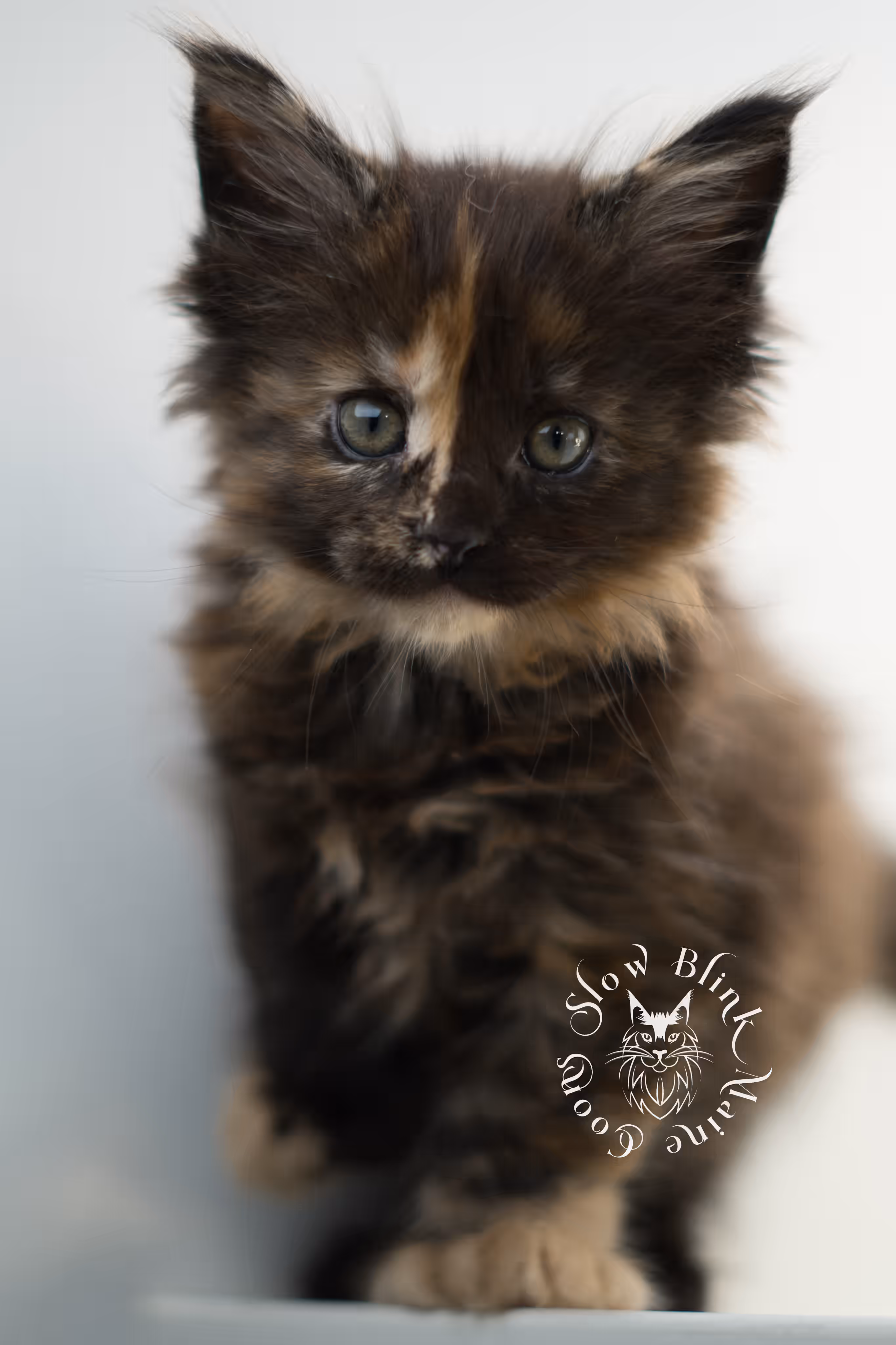 black tortie | tortie | tortoiseshell | maine coon kitten | taken feb 2025 | ems code mcp f | female | paws polydactyl | age 6 weeks old Black Tortie Maine Coon Kittens > black tortie | tortie | tortoiseshell | maine coon kitten | taken feb 2025 | ems code mcp f | female | paws polydactyl | age 6 weeks old | idx 05