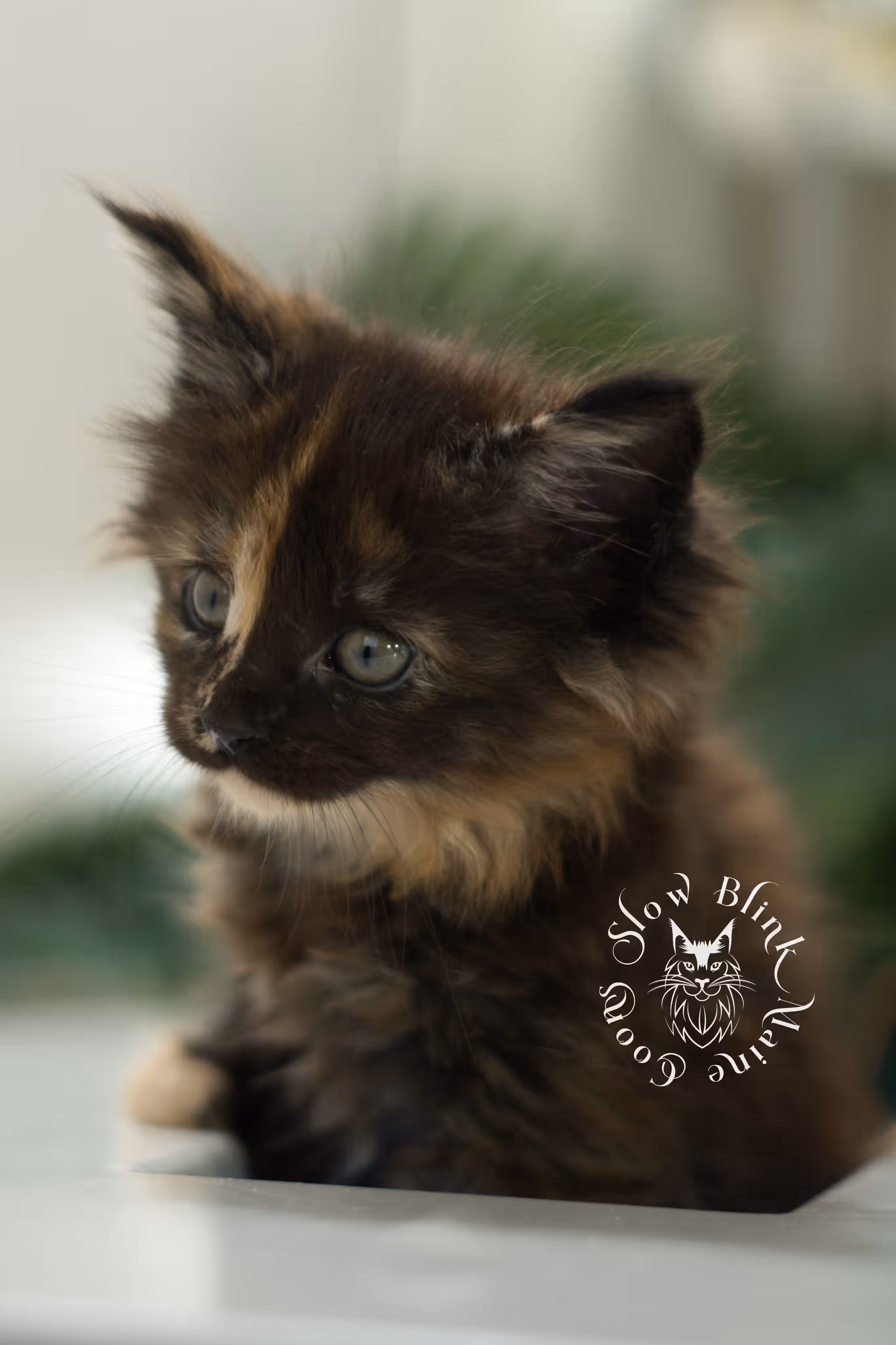 black tortie | tortie | tortoiseshell | maine coon kitten | taken feb 2025 | ems code mcp f | female | paws polydactyl | age 6 weeks old Black Tortie Maine Coon Kittens > black tortie | tortie | tortoiseshell | maine coon kitten | taken feb 2025 | ems code mcp f | female | paws polydactyl | age 6 weeks old | idx 06