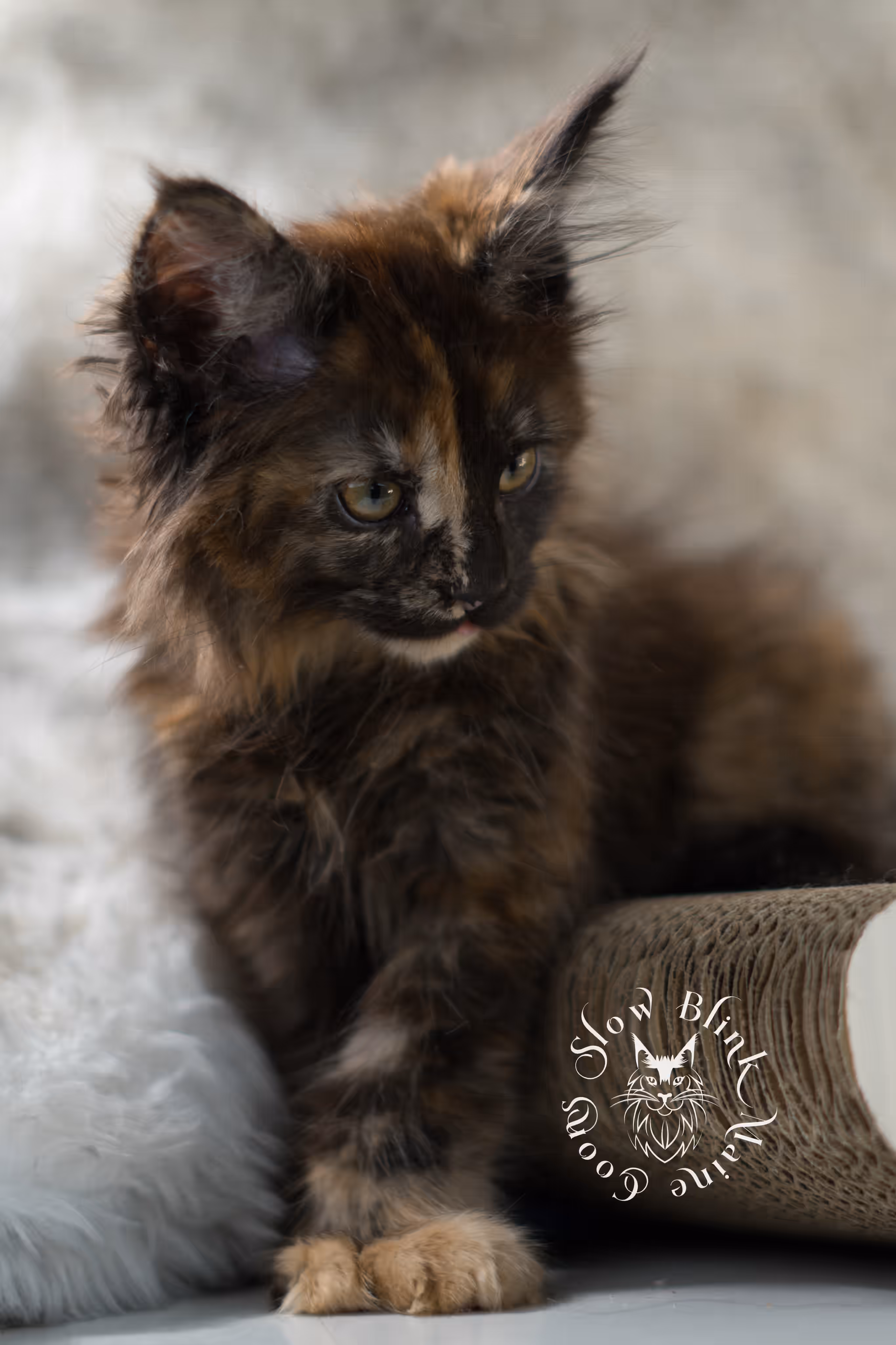 black tortie maine coon | ems code mcp f 22 | female | poly | aged 8 weeks | mar 2025 Black Tortie Maine Coon Kittens > black tortie maine coon | ems code mcp f 22 | female | poly | aged 8 weeks | mar 2025 | idx 1