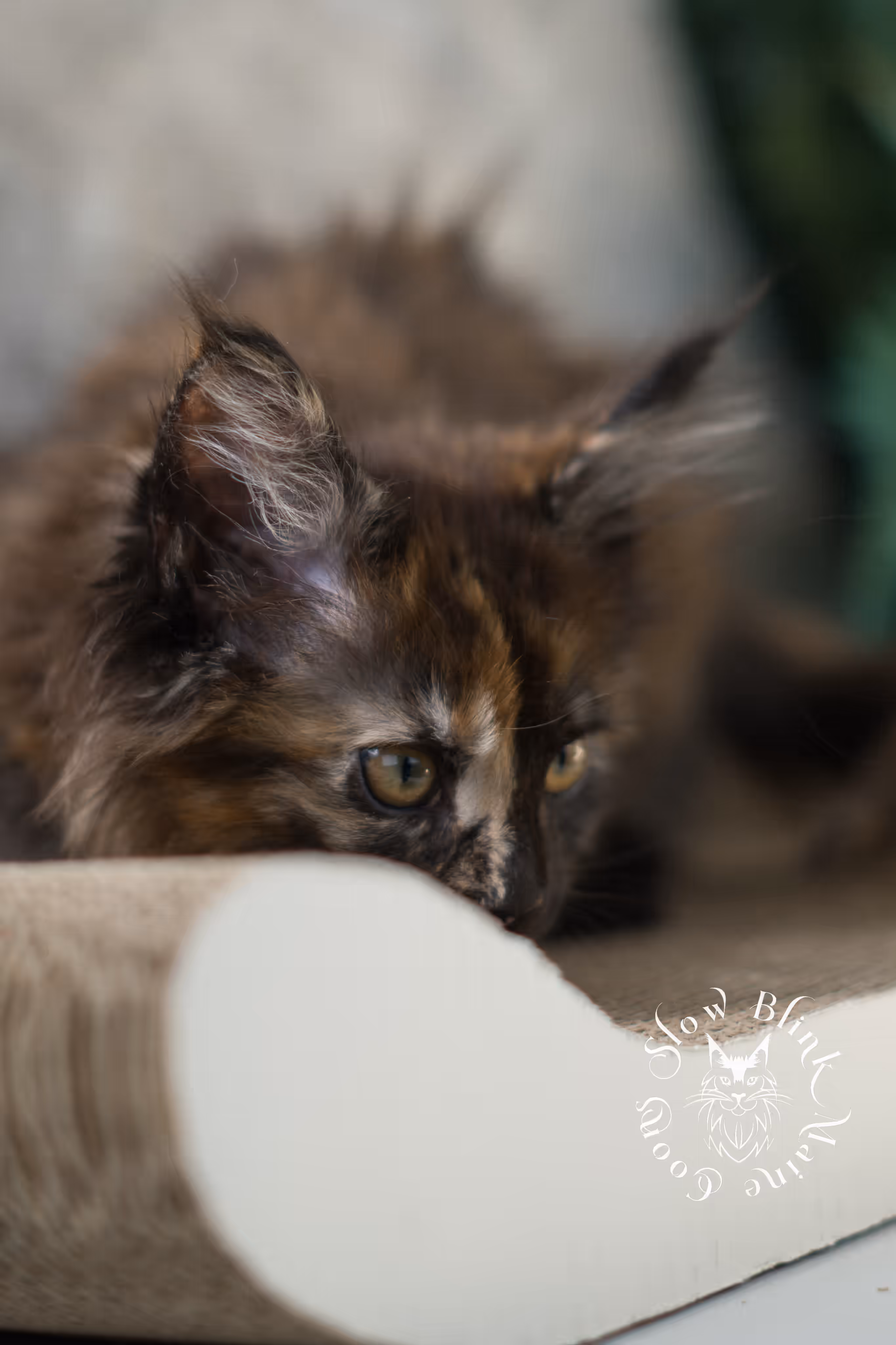 black tortie maine coon | ems code mcp f 22 | female | poly | aged 8 weeks | mar 2025 Black Tortie Maine Coon Kittens > black tortie maine coon | ems code mcp f 22 | female | poly | aged 8 weeks | mar 2025 | idx 2