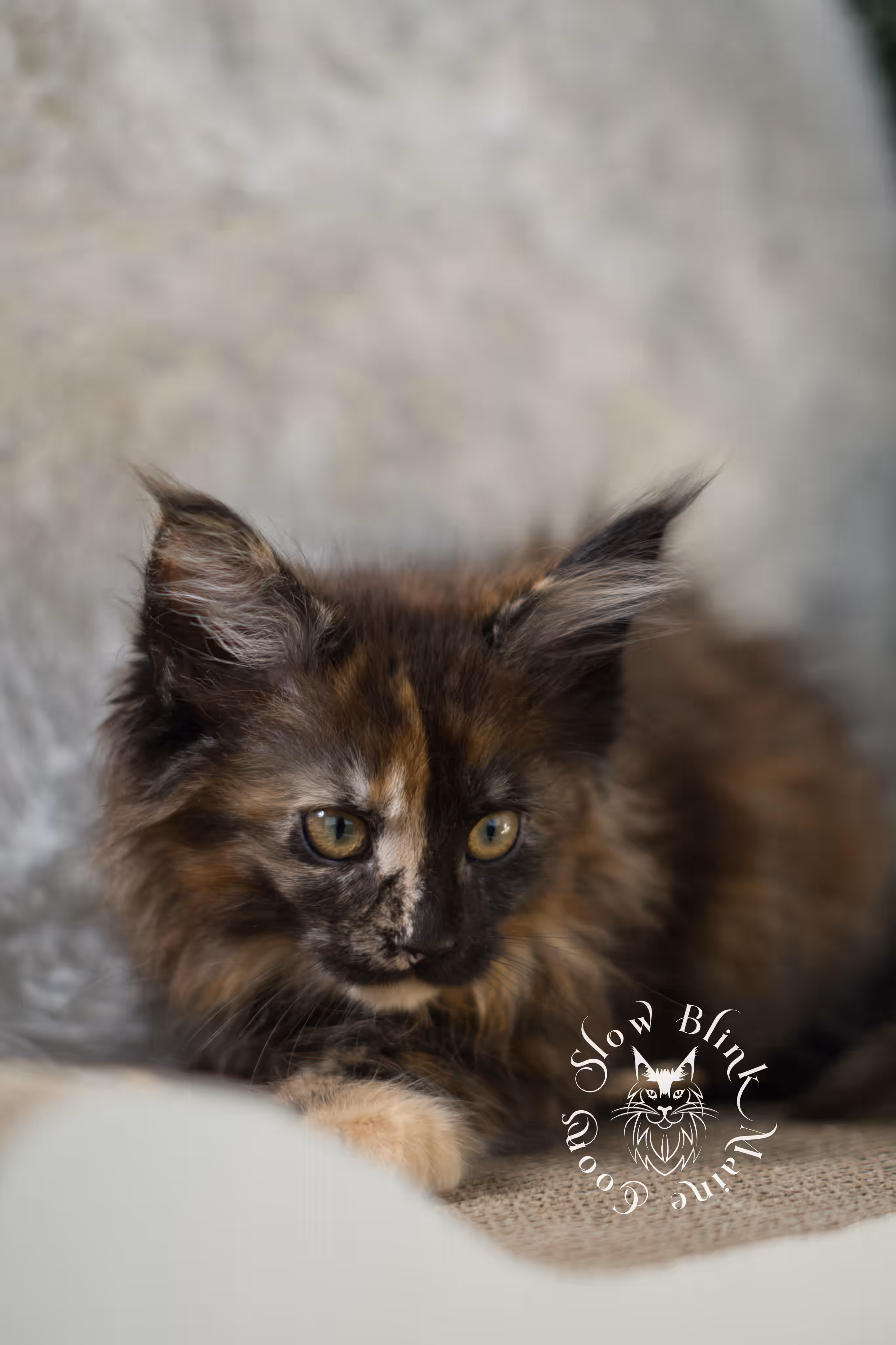 black tortie maine coon | ems code mcp f 22 | female | poly | aged 8 weeks | mar 2025 Black Tortie Maine Coon Kittens > black tortie maine coon | ems code mcp f 22 | female | poly | aged 8 weeks | mar 2025 | idx 4