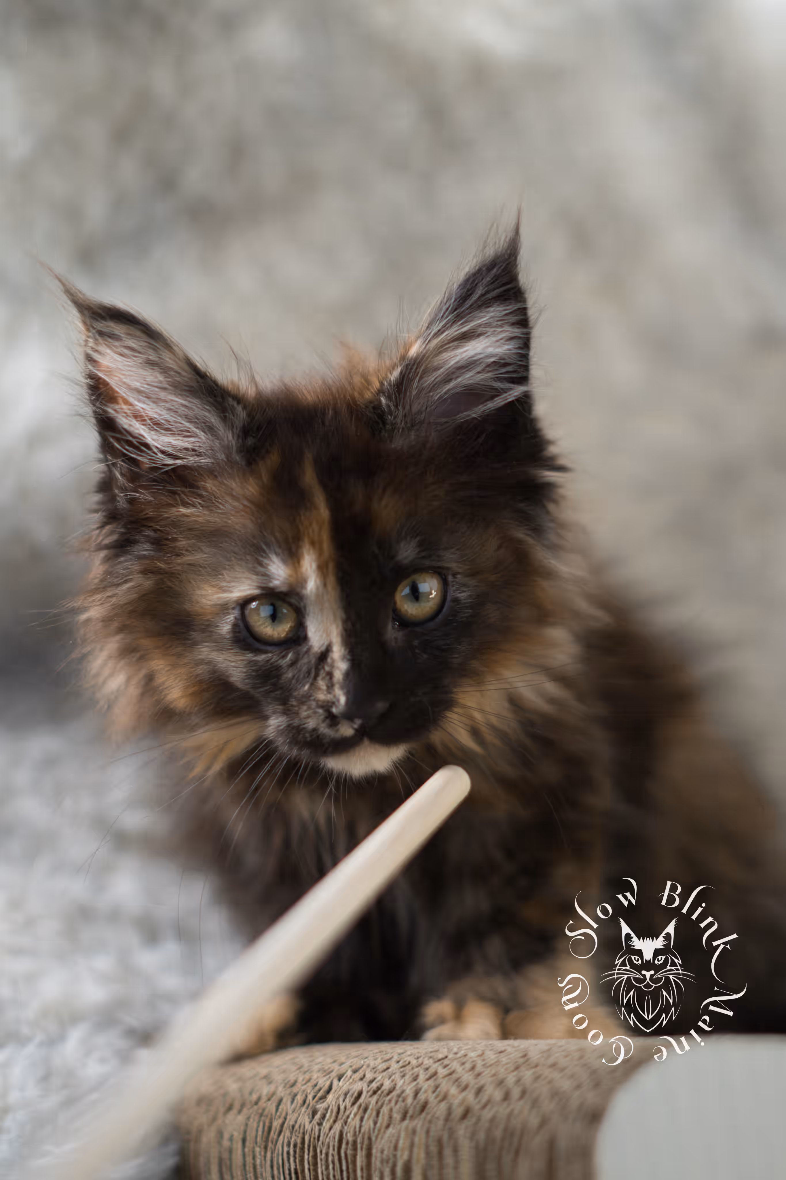 black tortie maine coon | ems code mcp f 22 | female | poly | aged 8 weeks | mar 2025 Black Tortie Maine Coon Kittens > black tortie maine coon | ems code mcp f 22 | female | poly | aged 8 weeks | mar 2025 | idx 5