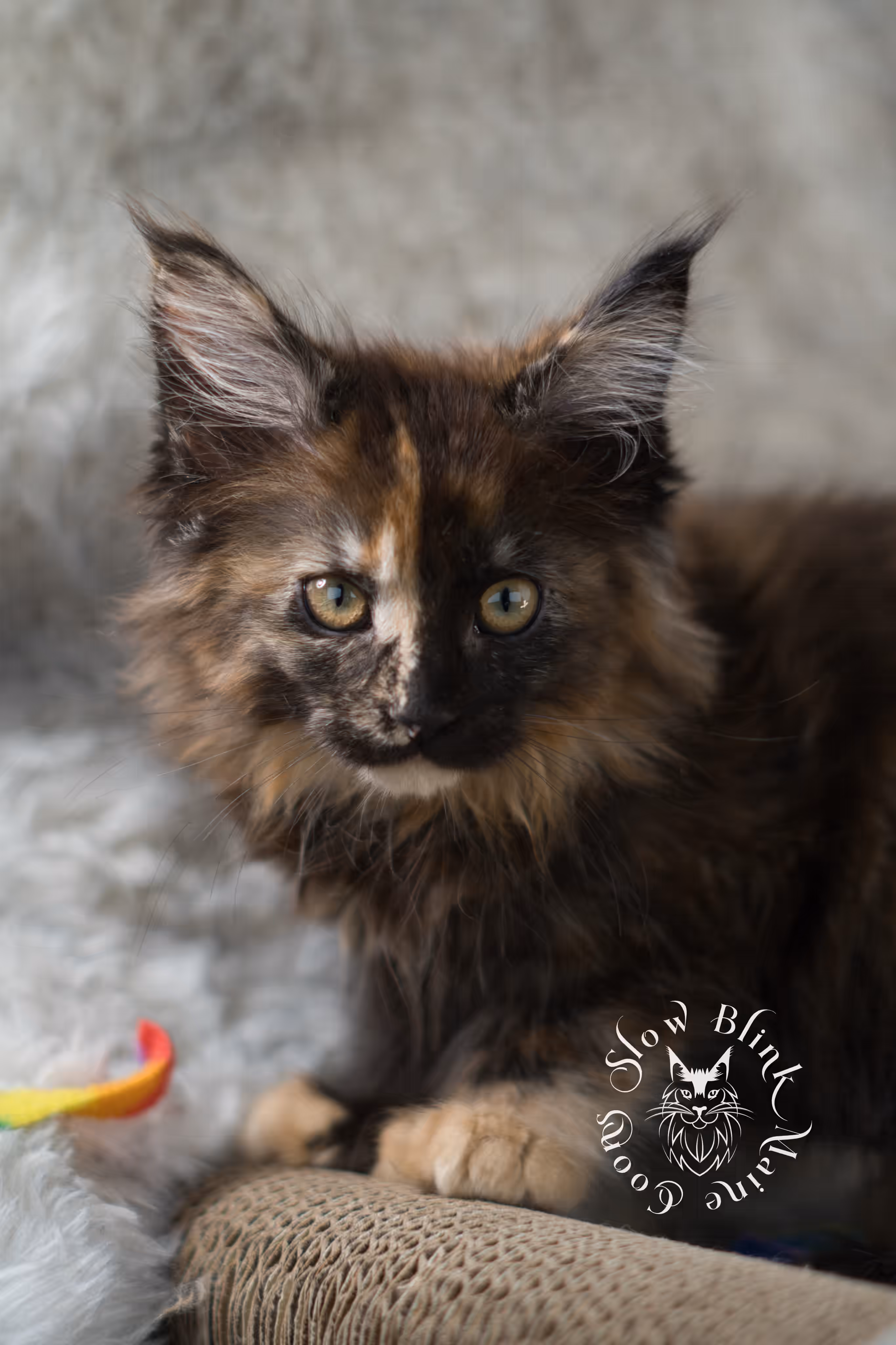 black tortie maine coon | ems code mcp f 22 | female | poly | aged 8 weeks | mar 2025 Black Tortie Maine Coon Kittens > black tortie maine coon | ems code mcp f 22 | female | poly | aged 8 weeks | mar 2025 | idx 6