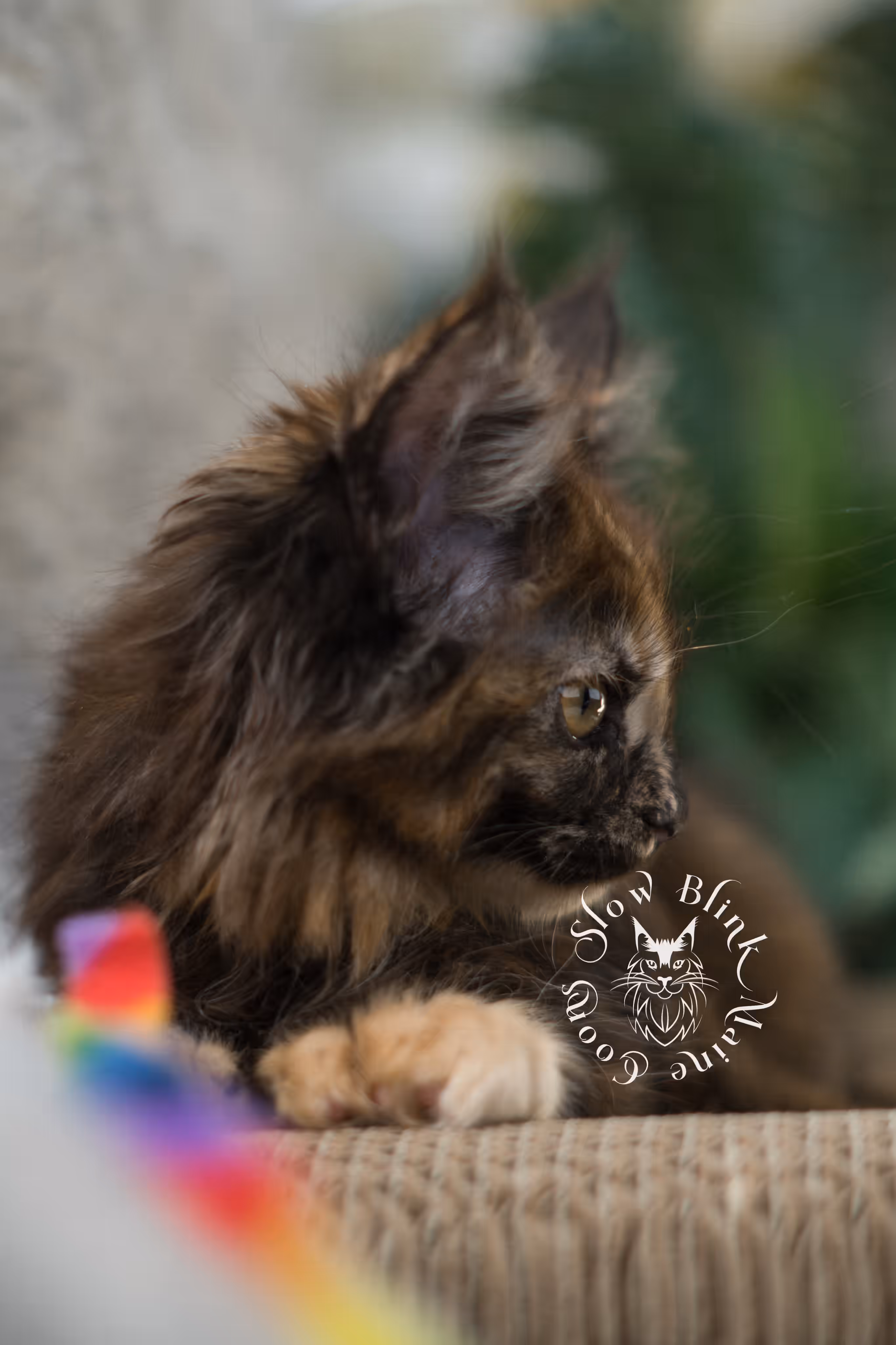 black tortie maine coon | ems code mcp f 22 | female | poly | aged 8 weeks | mar 2025 Black Tortie Maine Coon Kittens > black tortie maine coon | ems code mcp f 22 | female | poly | aged 8 weeks | mar 2025 | idx 7