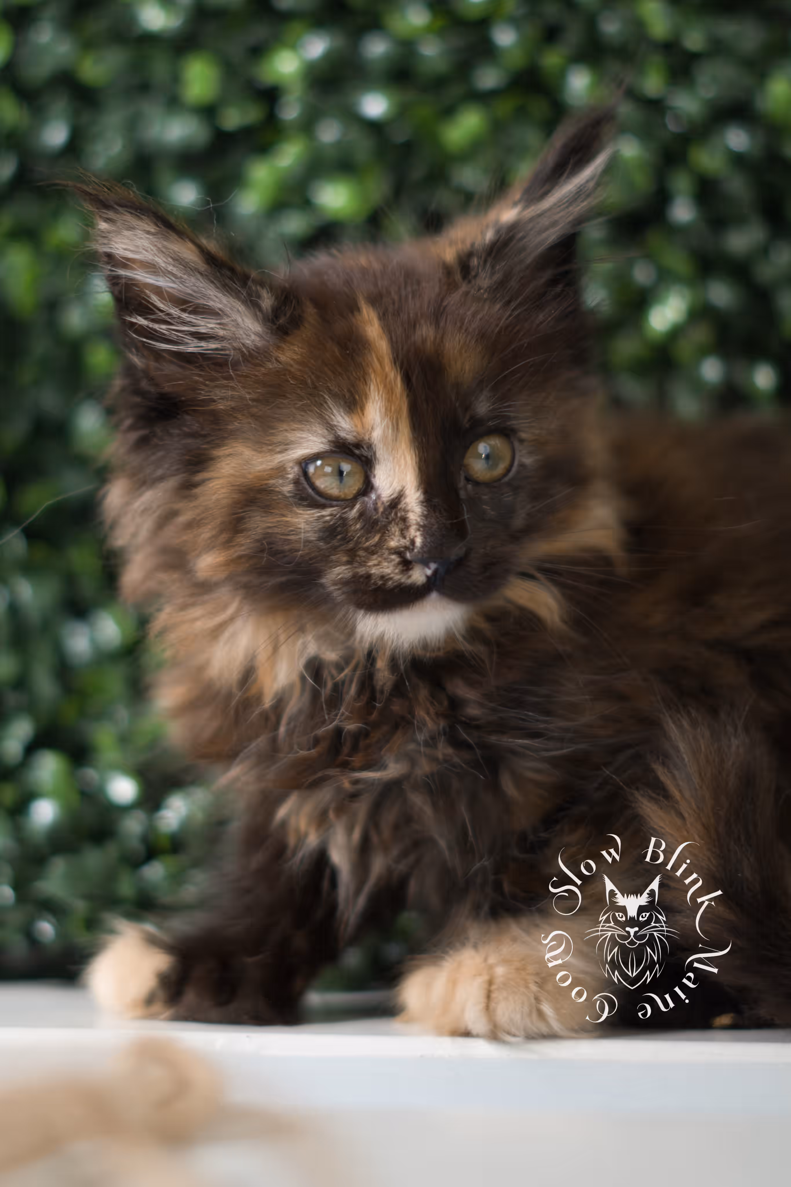 black tortie maine coon | ems code mcp f 22 | female | poly | mar 2025 Black Tortie Maine Coon Kittens > black tortie maine coon | ems code mcp f 22 | female | poly | mar 2025 | idx 1