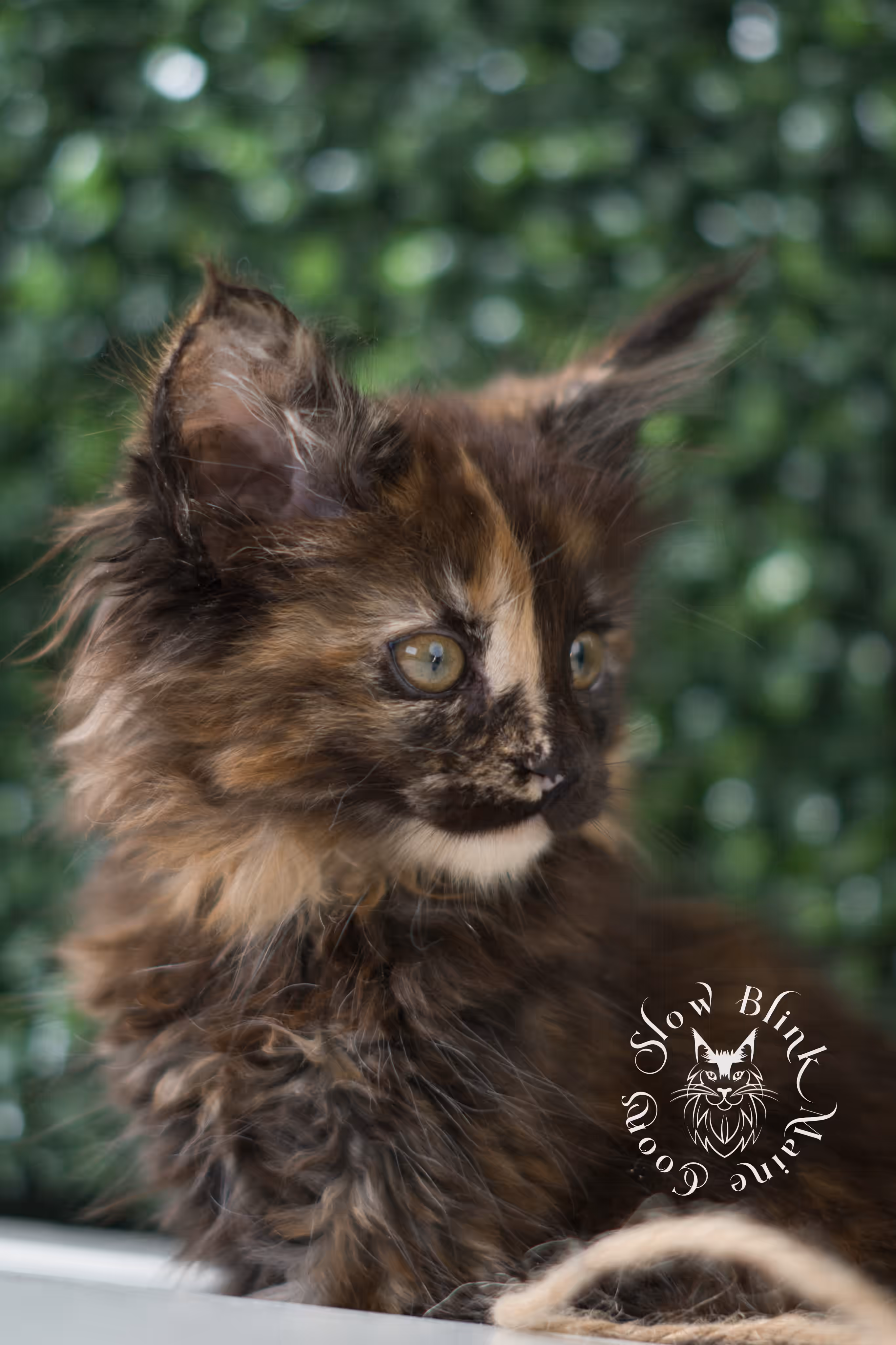 black tortie maine coon | ems code mcp f 22 | female | poly | mar 2025 Black Tortie Maine Coon Kittens > black tortie maine coon | ems code mcp f 22 | female | poly | mar 2025 | idx 2