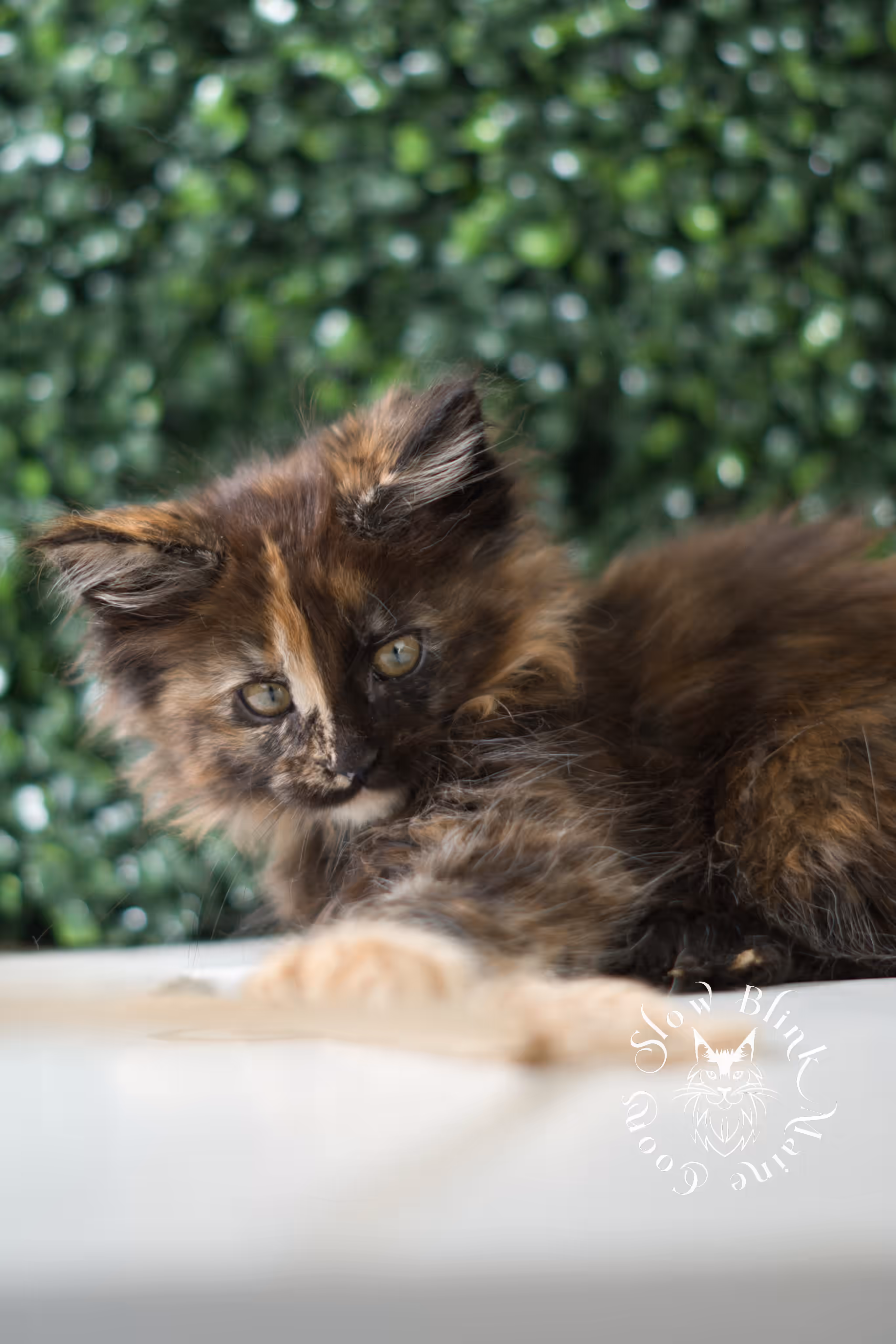 black tortie maine coon | ems code mcp f 22 | female | poly | mar 2025 Black Tortie Maine Coon Kittens > black tortie maine coon | ems code mcp f 22 | female | poly | mar 2025 | idx 3