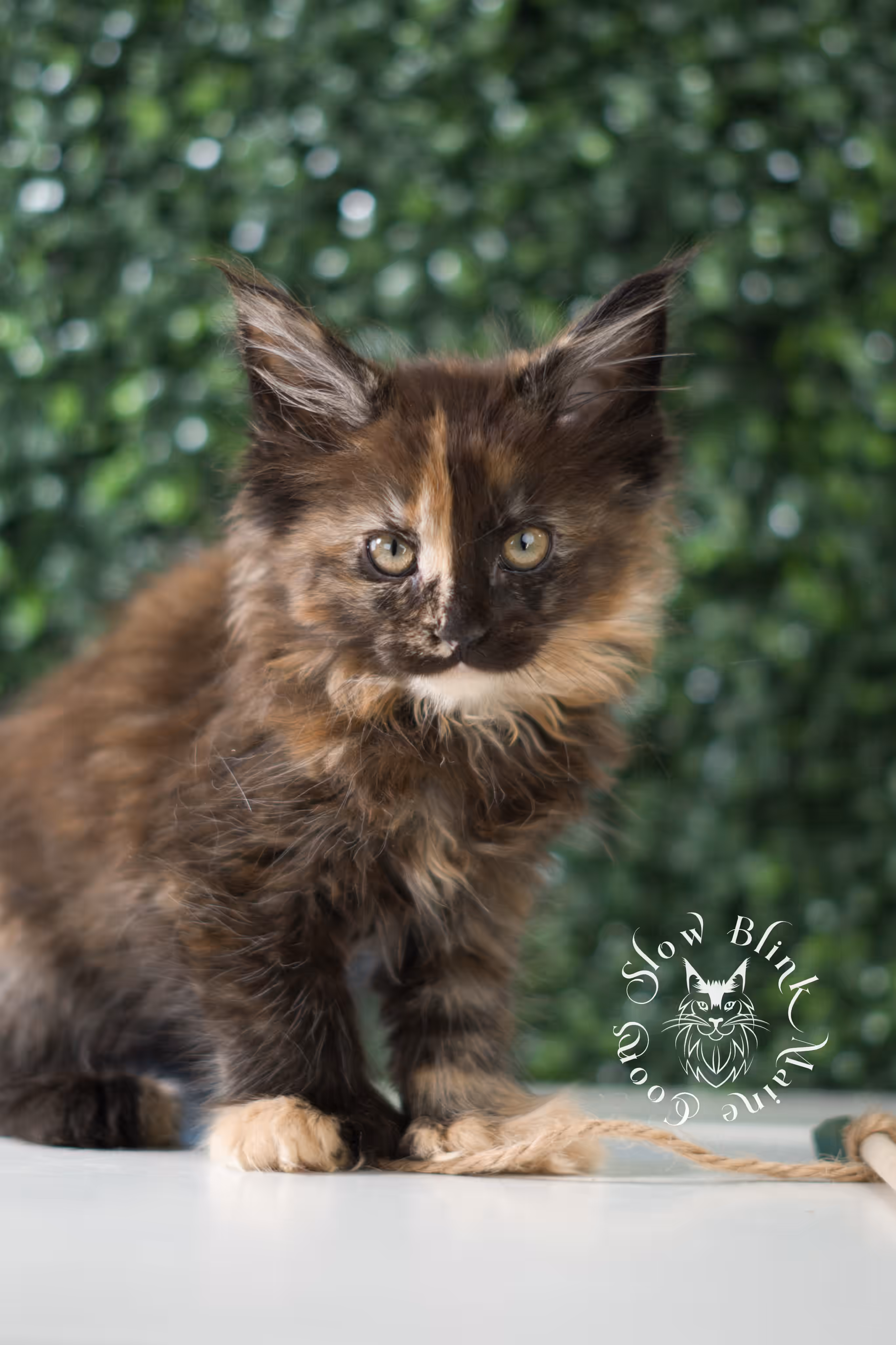 black tortie maine coon | ems code mcp f 22 | female | poly | mar 2025 Black Tortie Maine Coon Kittens > black tortie maine coon | ems code mcp f 22 | female | poly | mar 2025 | idx 4