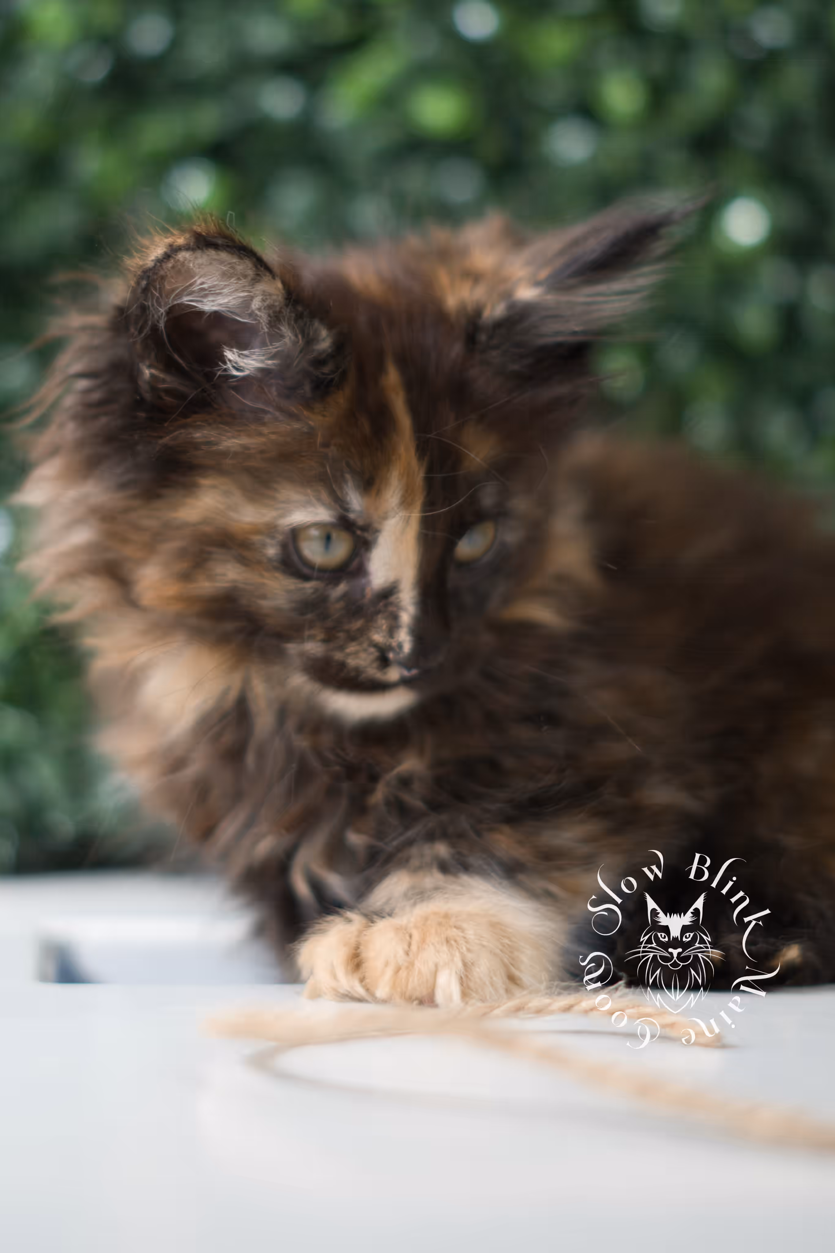black tortie maine coon | ems code mcp f 22 | female | poly | mar 2025 Black Tortie Maine Coon Kittens > black tortie maine coon | ems code mcp f 22 | female | poly | mar 2025 | idx 5