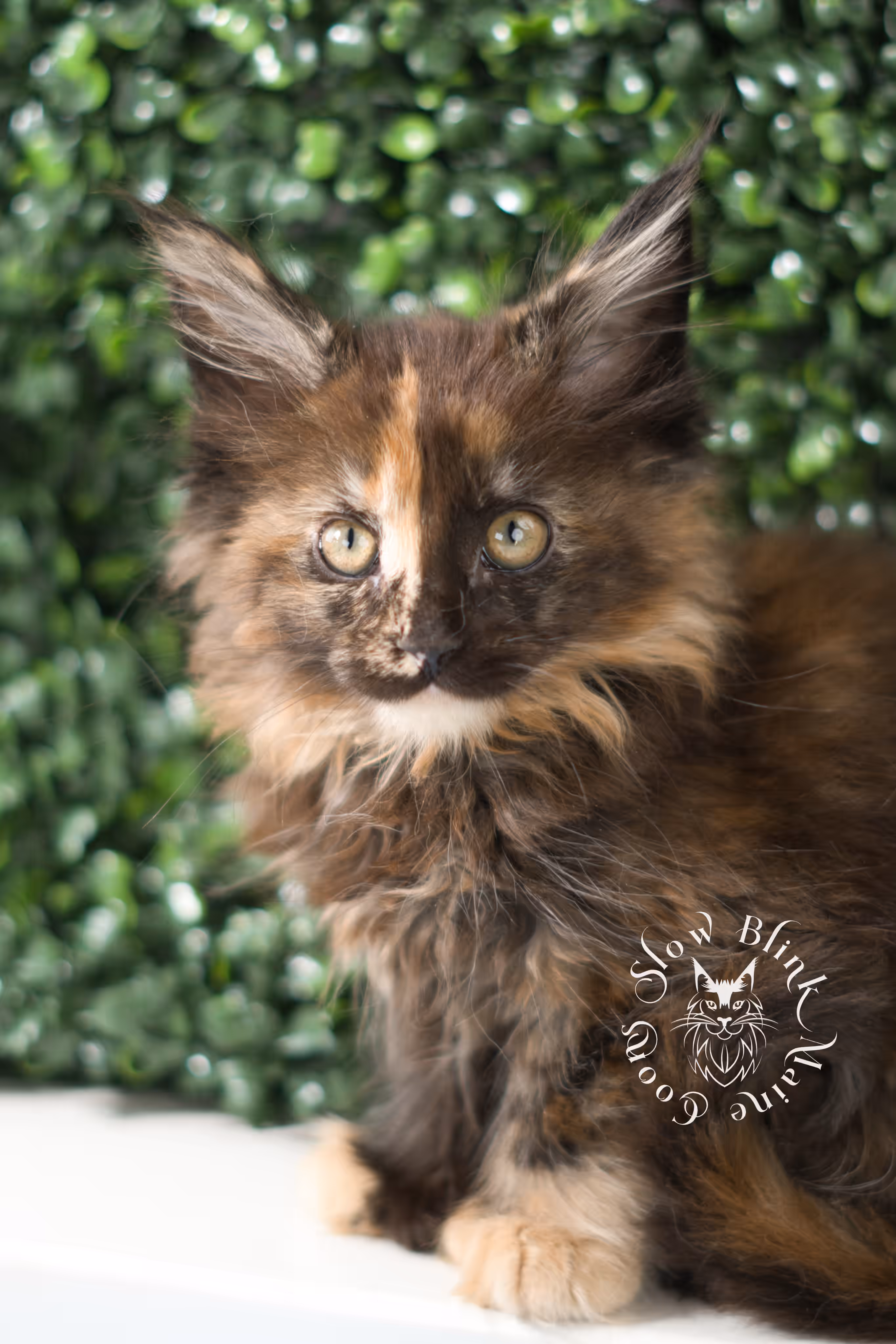 black tortie maine coon | ems code mcp f 22 | female | poly | mar 2025 Black Tortie Maine Coon Kittens > black tortie maine coon | ems code mcp f 22 | female | poly | mar 2025 | idx 6