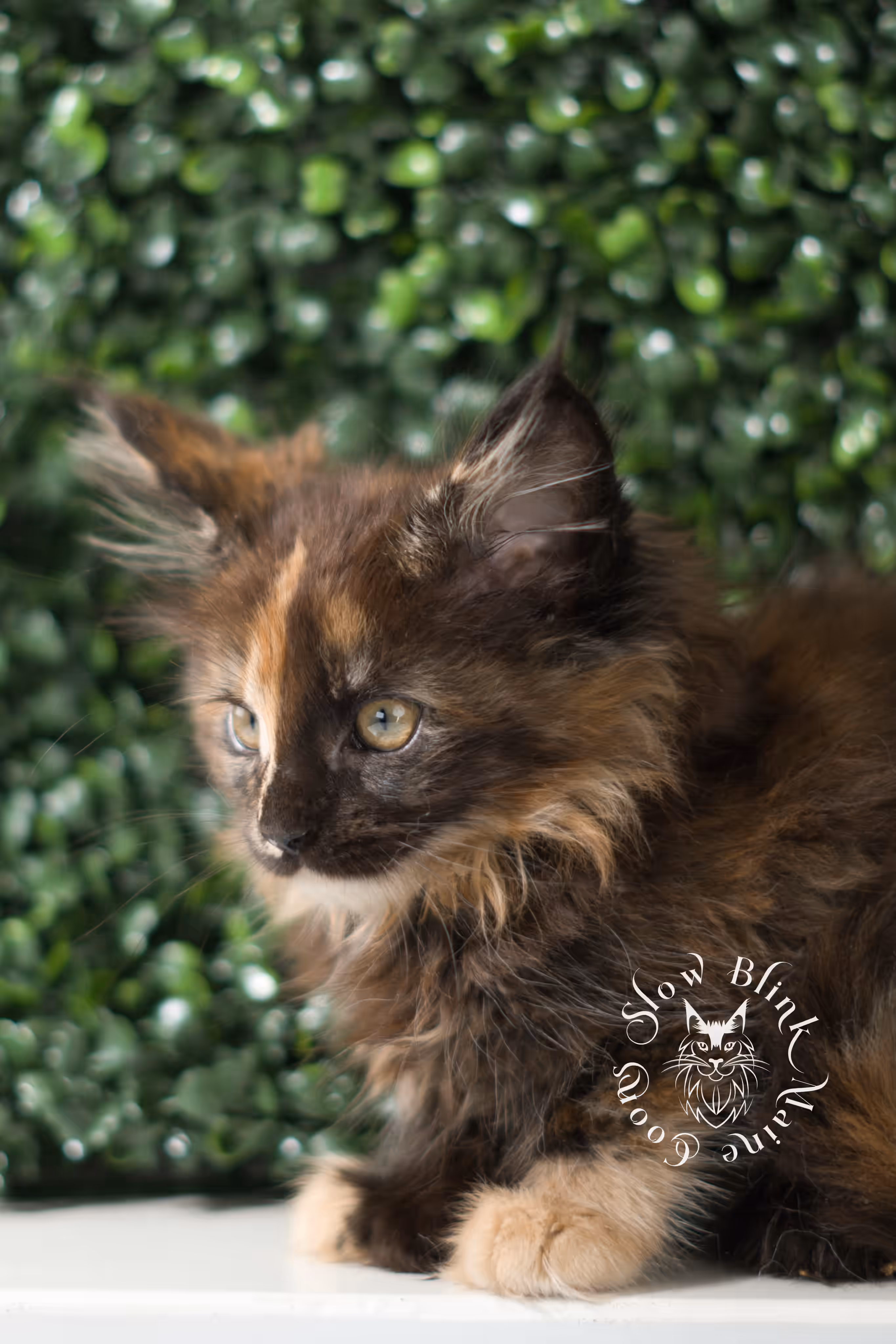 black tortie maine coon | ems code mcp f 22 | female | poly | mar 2025 Black Tortie Maine Coon Kittens > black tortie maine coon | ems code mcp f 22 | female | poly | mar 2025 | idx 7