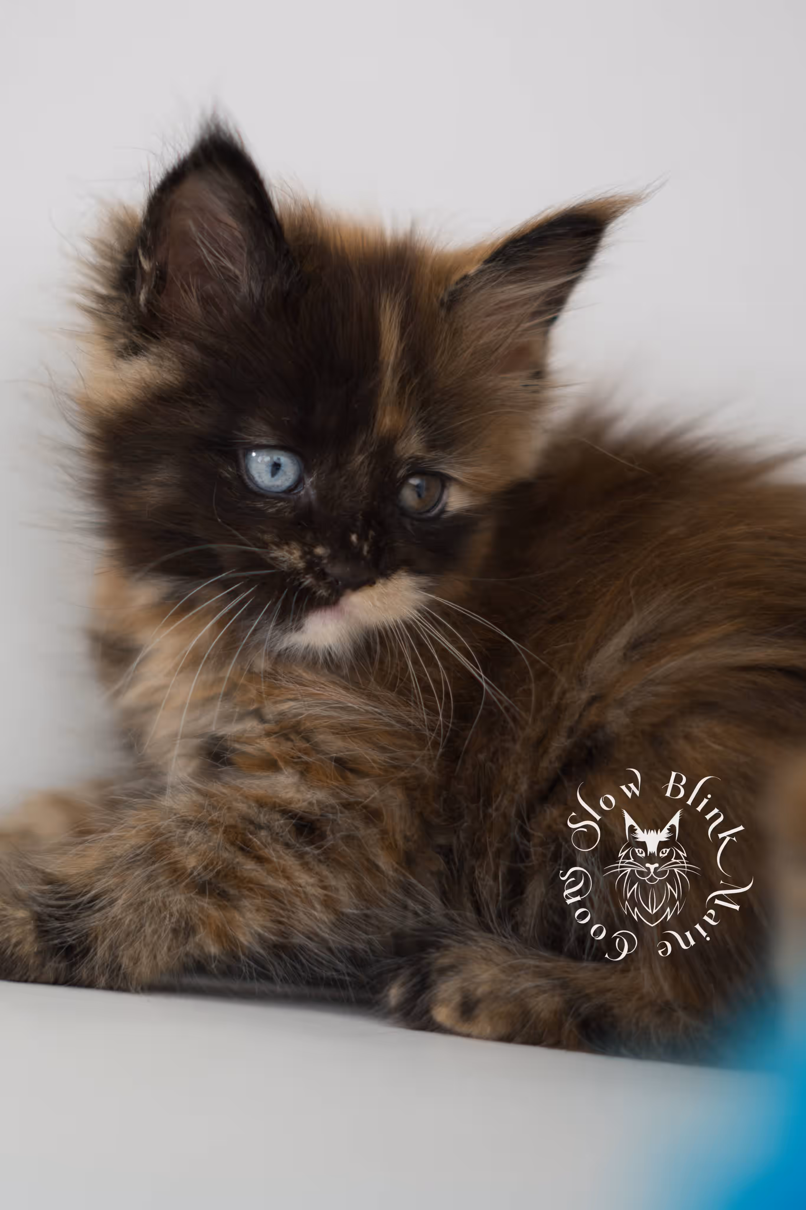 black tortie maine coon kitten ems code mco f 63 age 6 weeks old standard SlowBlink Maine Coons Photo > black tortie maine coon kitten ems code mco f 63 age 6 weeks old standard