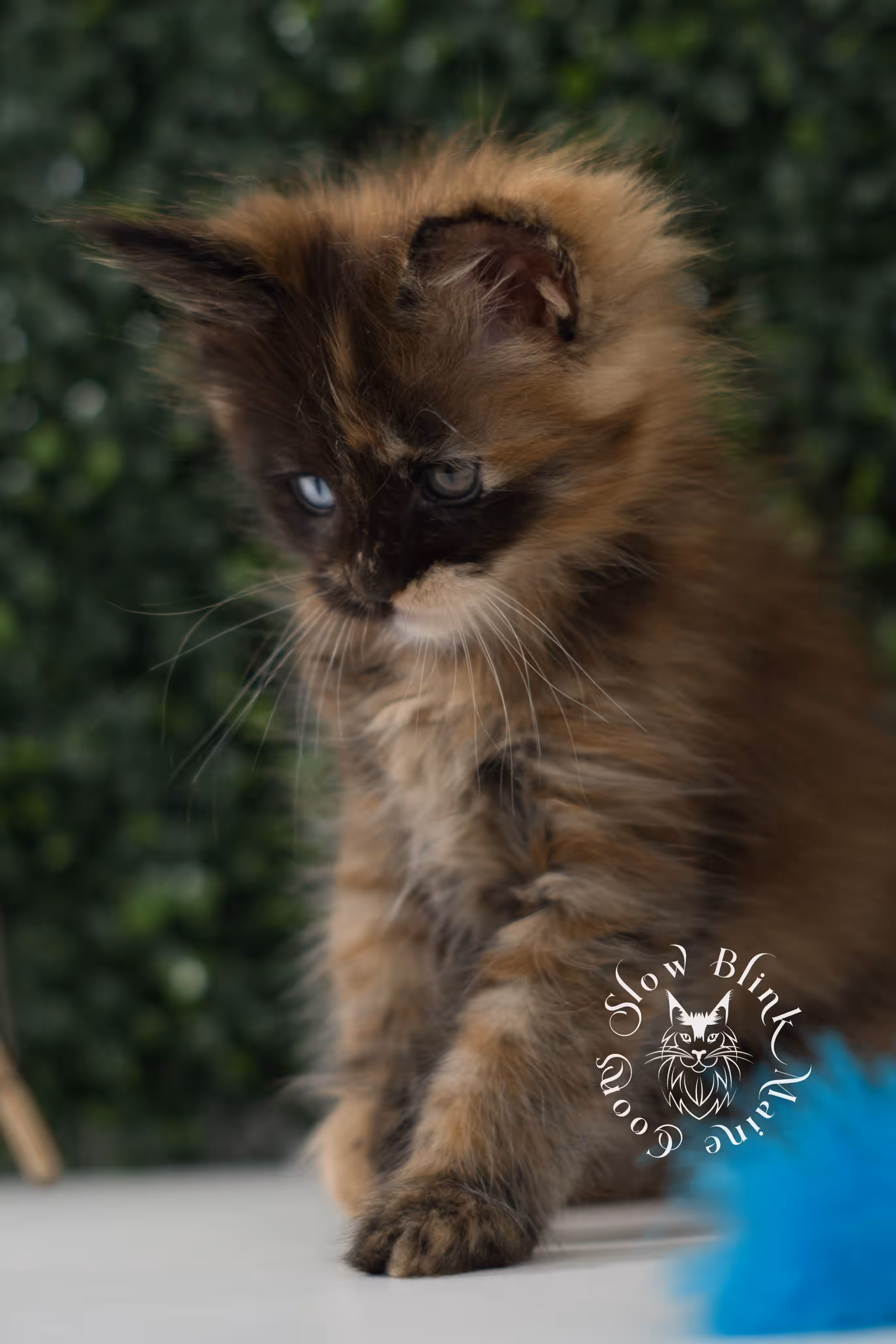black tortie maine coon kitten ems code mco f 63 age 6 weeks old standard SlowBlink Maine Coons Photo > black tortie maine coon kitten ems code mco f 63 age 6 weeks old standard
