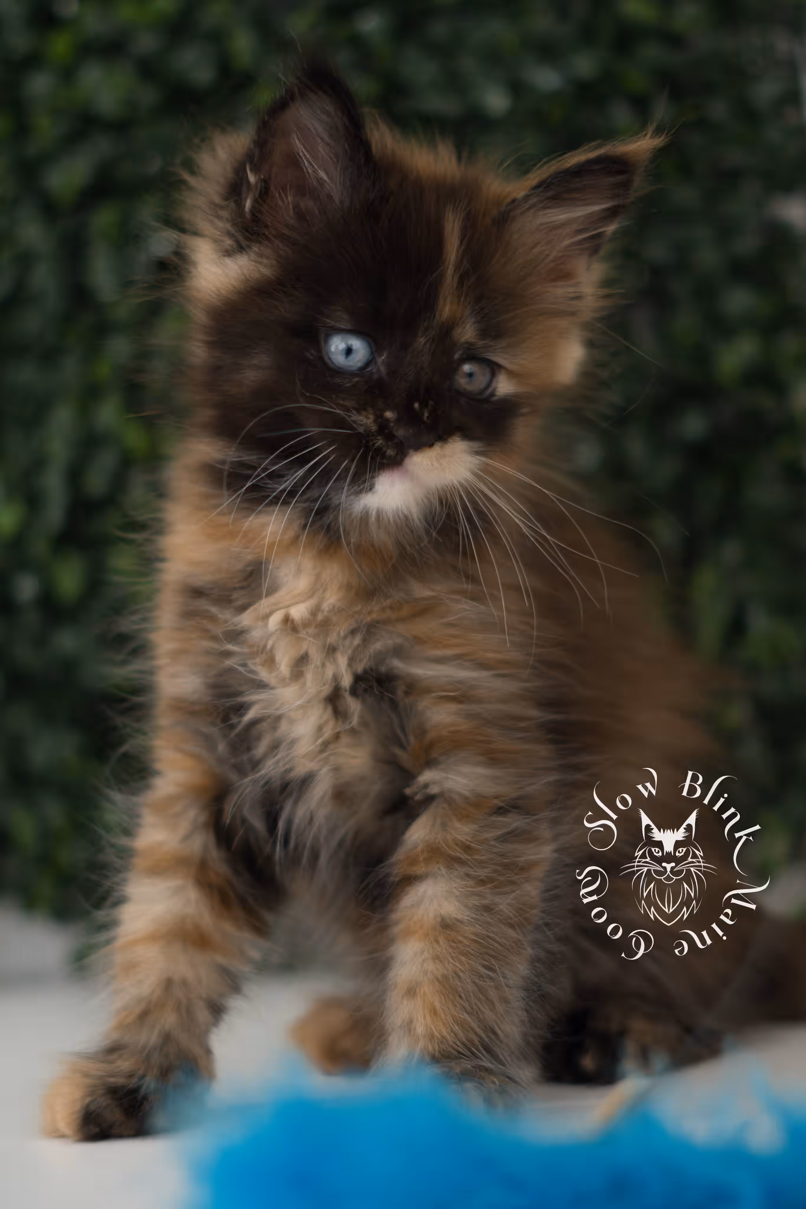 black tortie maine coon kitten ems code mco f 63 age 6 weeks old standard SlowBlink Maine Coons Photo > black tortie maine coon kitten ems code mco f 63 age 6 weeks old standard