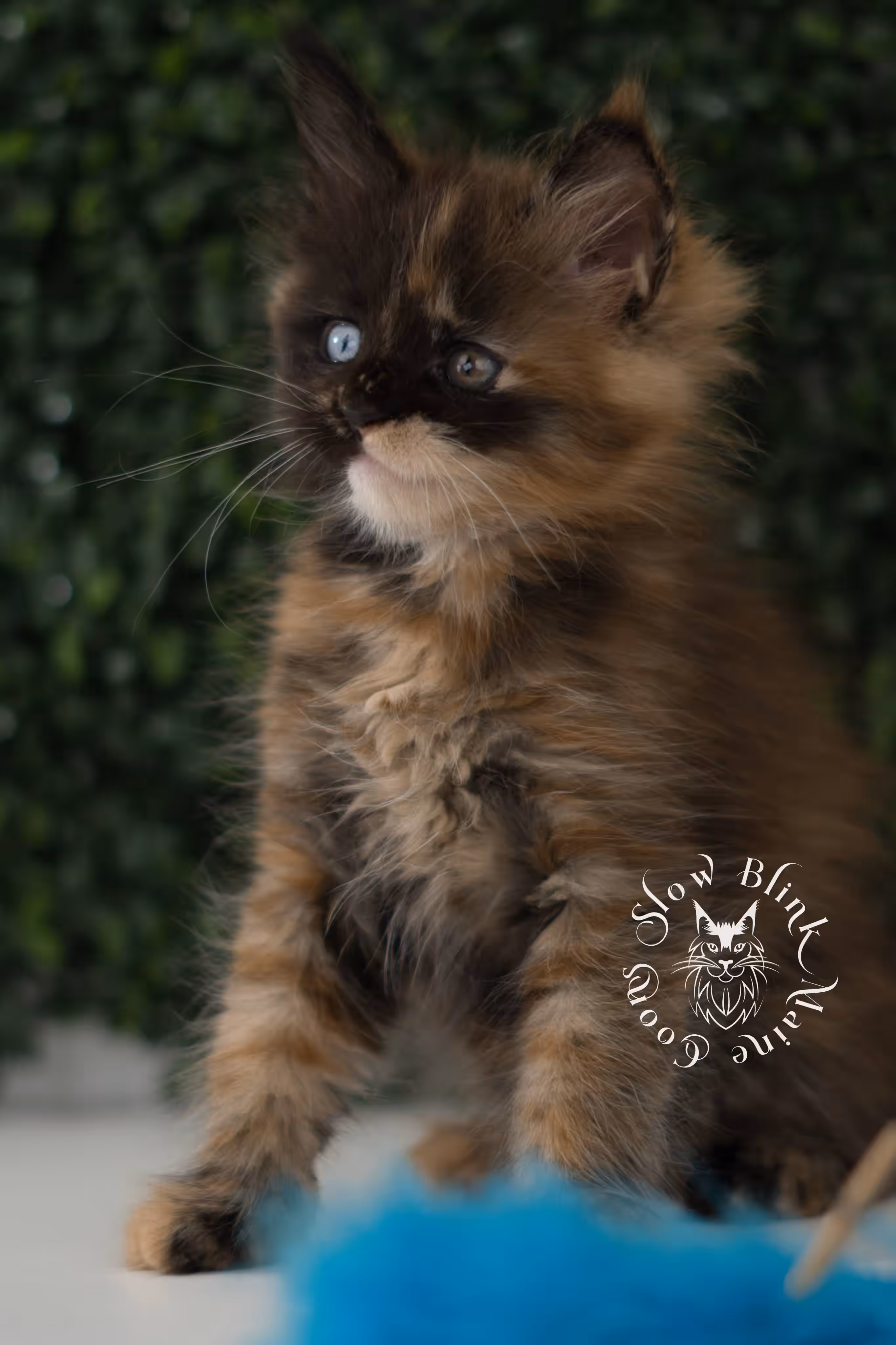 black tortie maine coon kitten ems code mco f 63 age 6 weeks old standard SlowBlink Maine Coons Photo > black tortie maine coon kitten ems code mco f 63 age 6 weeks old standard