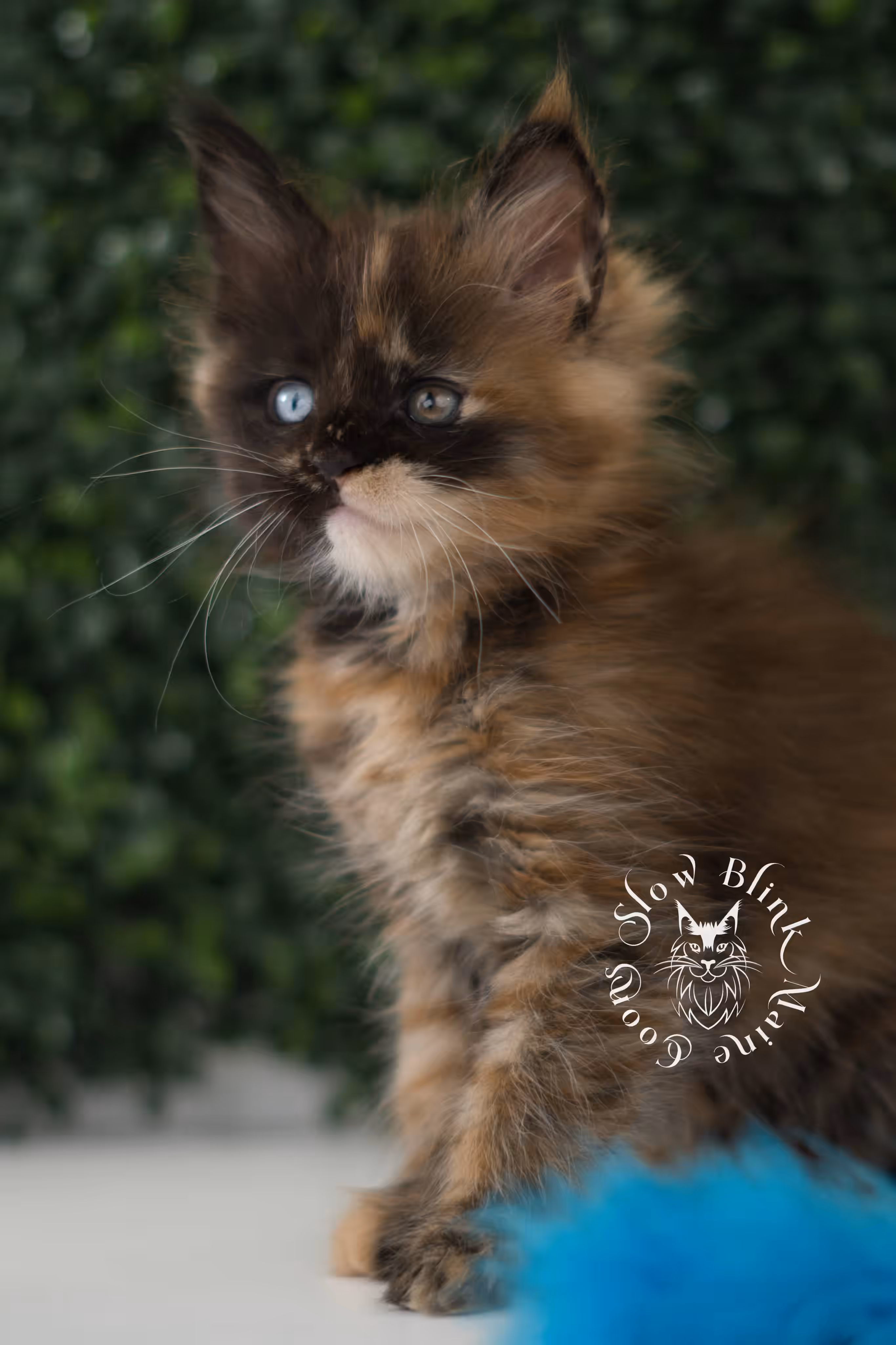 black tortie maine coon kitten ems code mco f 63 age 6 weeks old standard SlowBlink Maine Coons Photo > black tortie maine coon kitten ems code mco f 63 age 6 weeks old standard